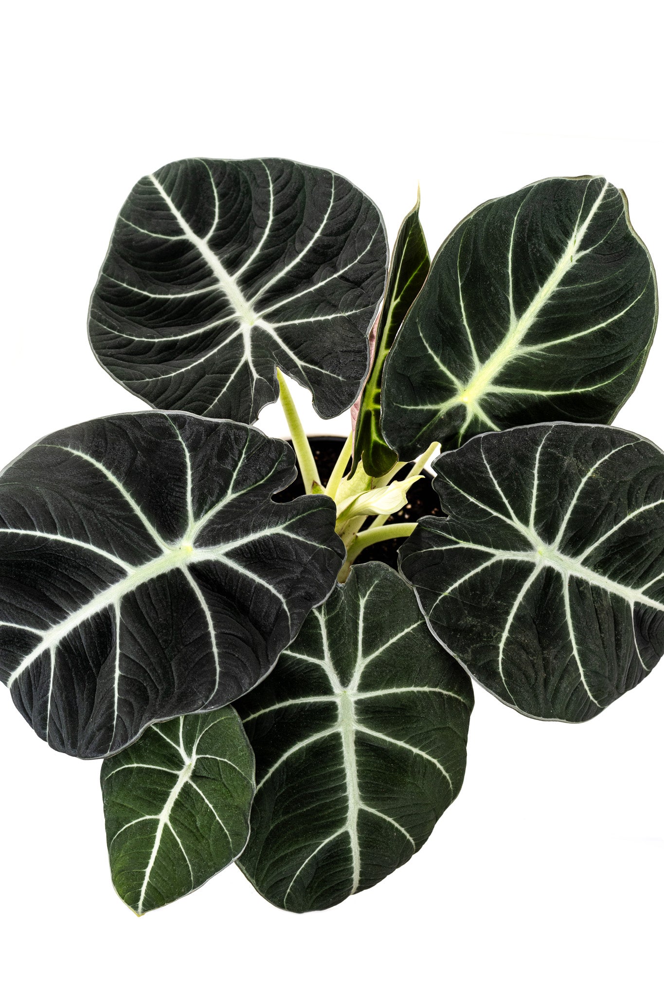 Alocasia Black Velvet