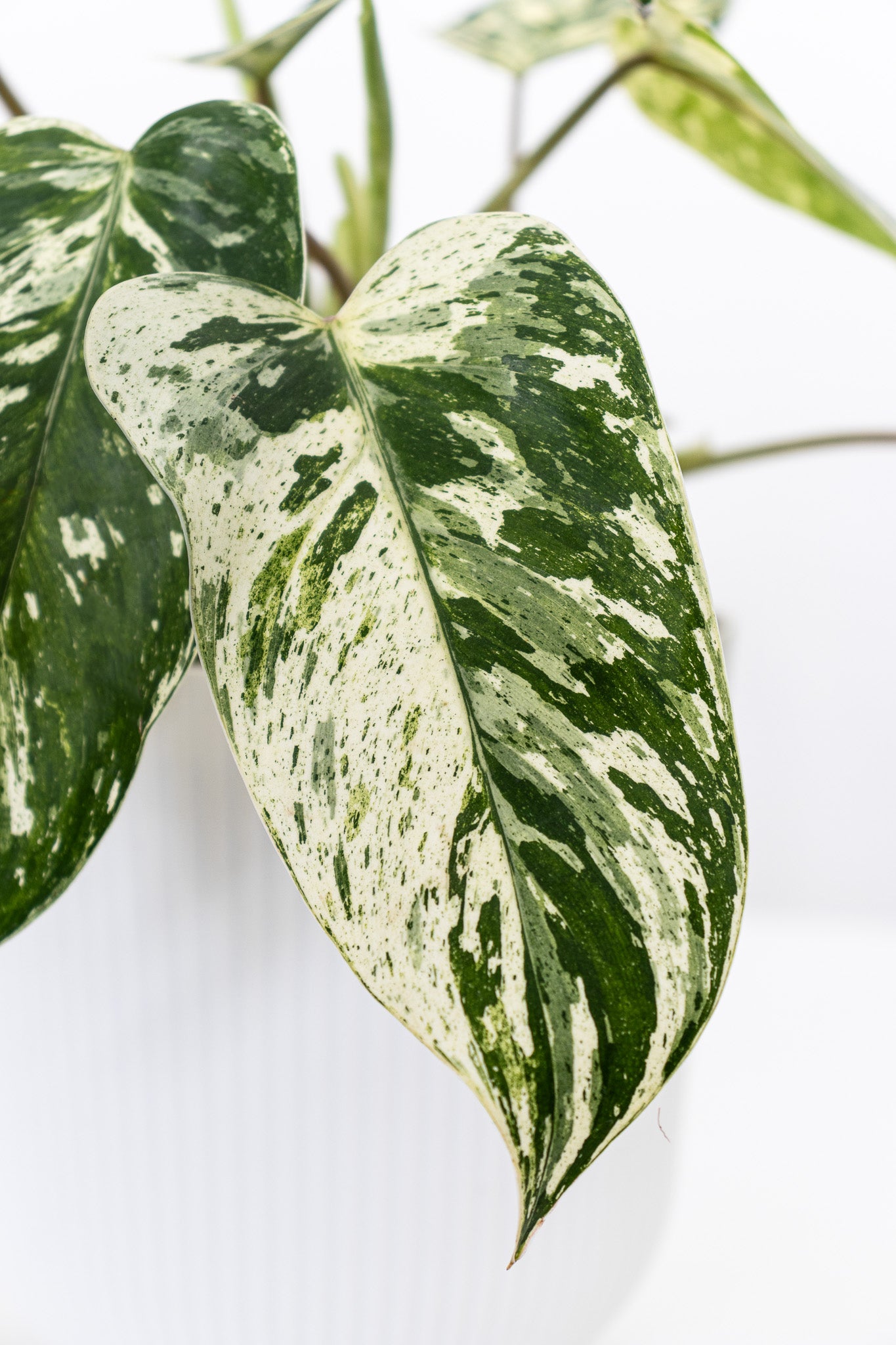 Philodendron Emerald King