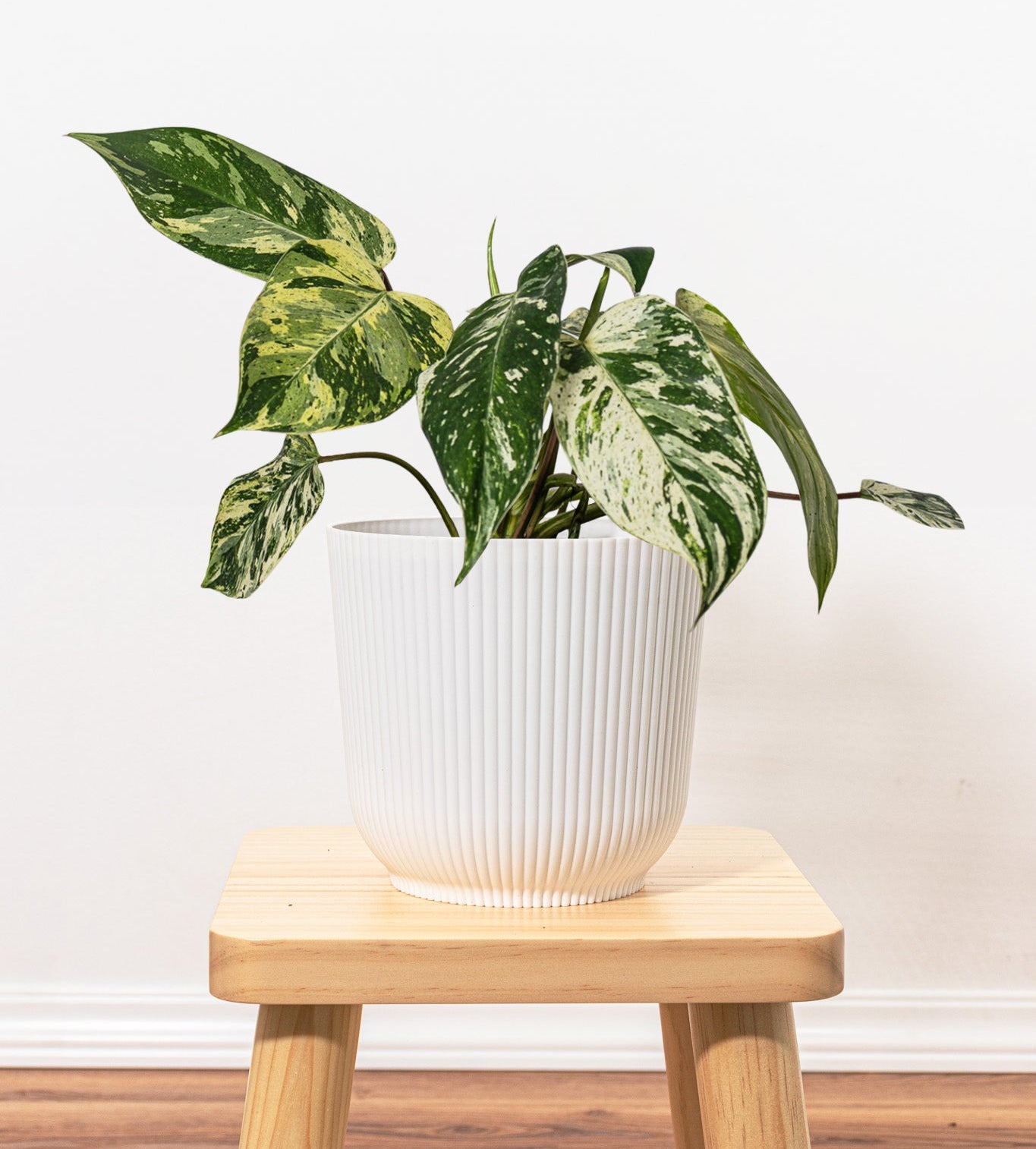 Philodendron Emerald King