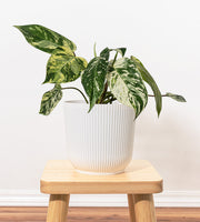 Philodendron Emerald King