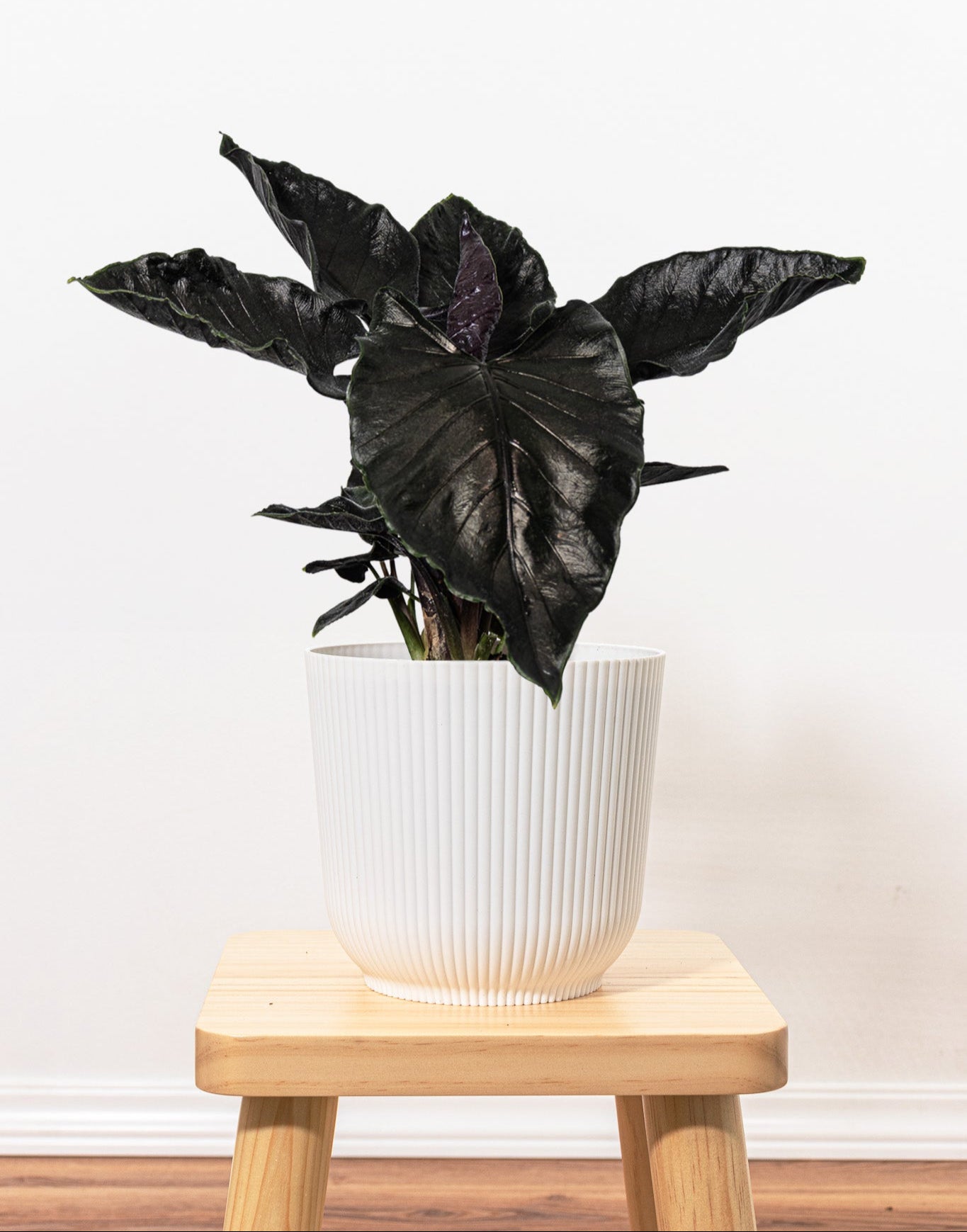 Alocasia Antoro Velvet