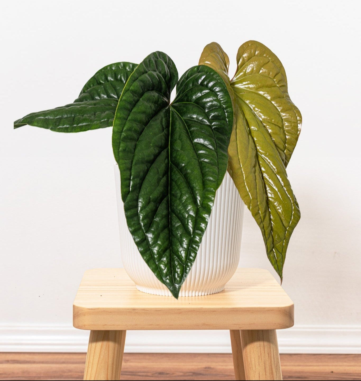 anthurium radicans luxurians Anthurium Radicans x Luxurians