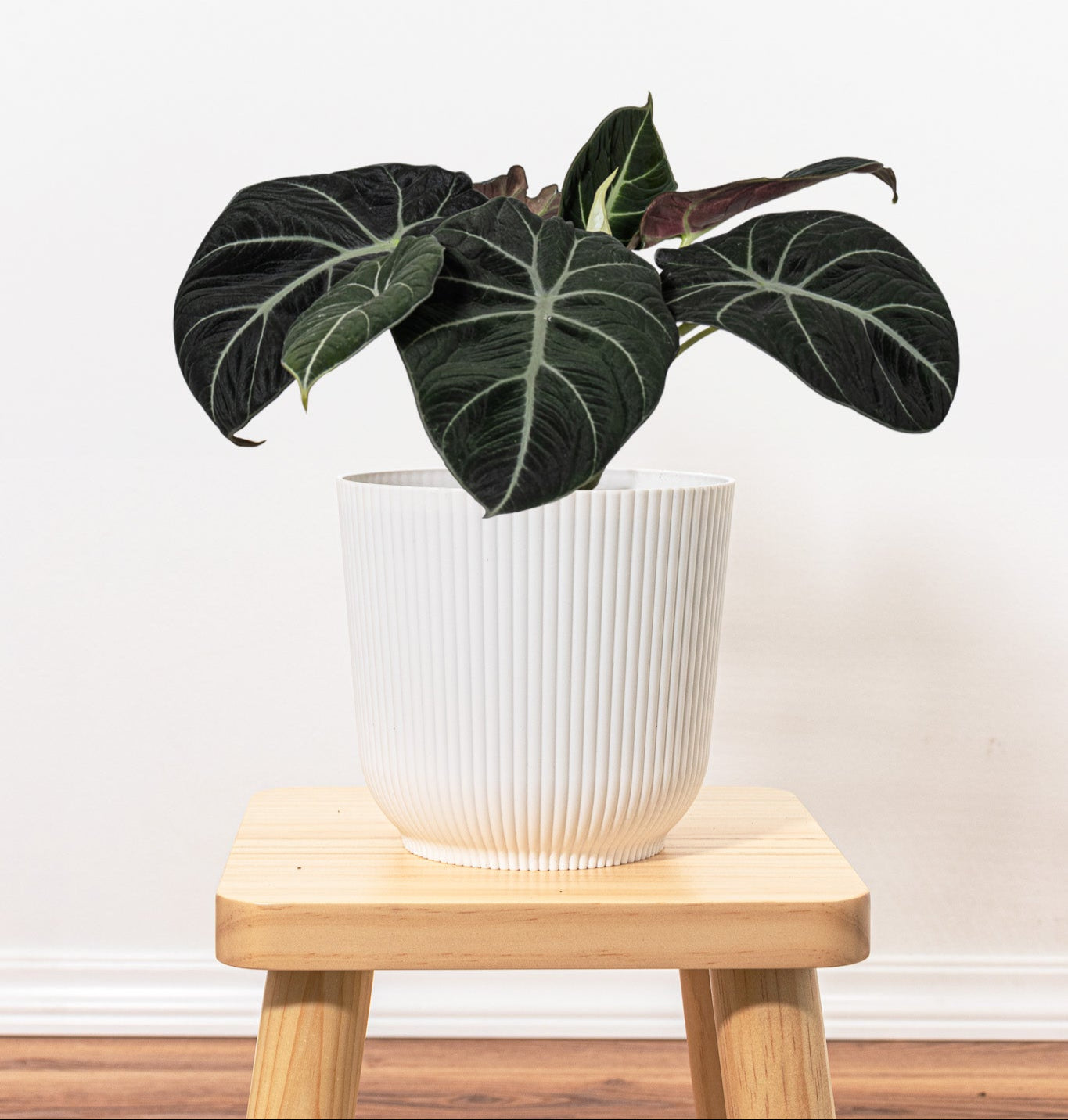 Alocasia Black Velvet