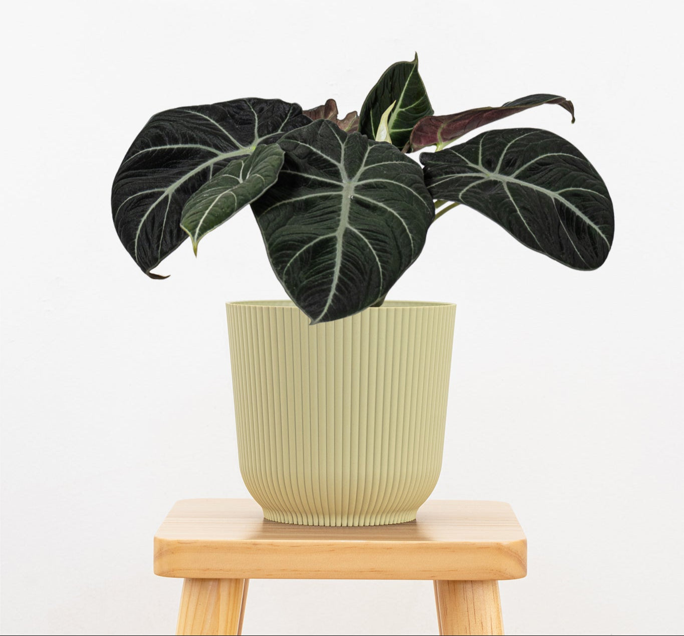 Alocasia Black Velvet