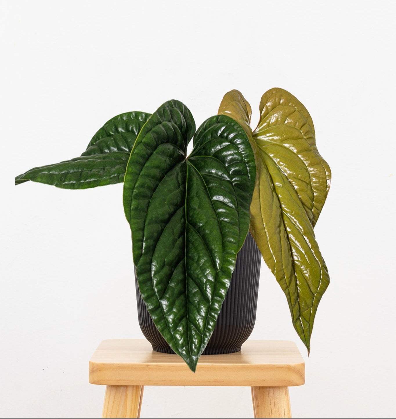 Anthurium Radicans x Luxurians