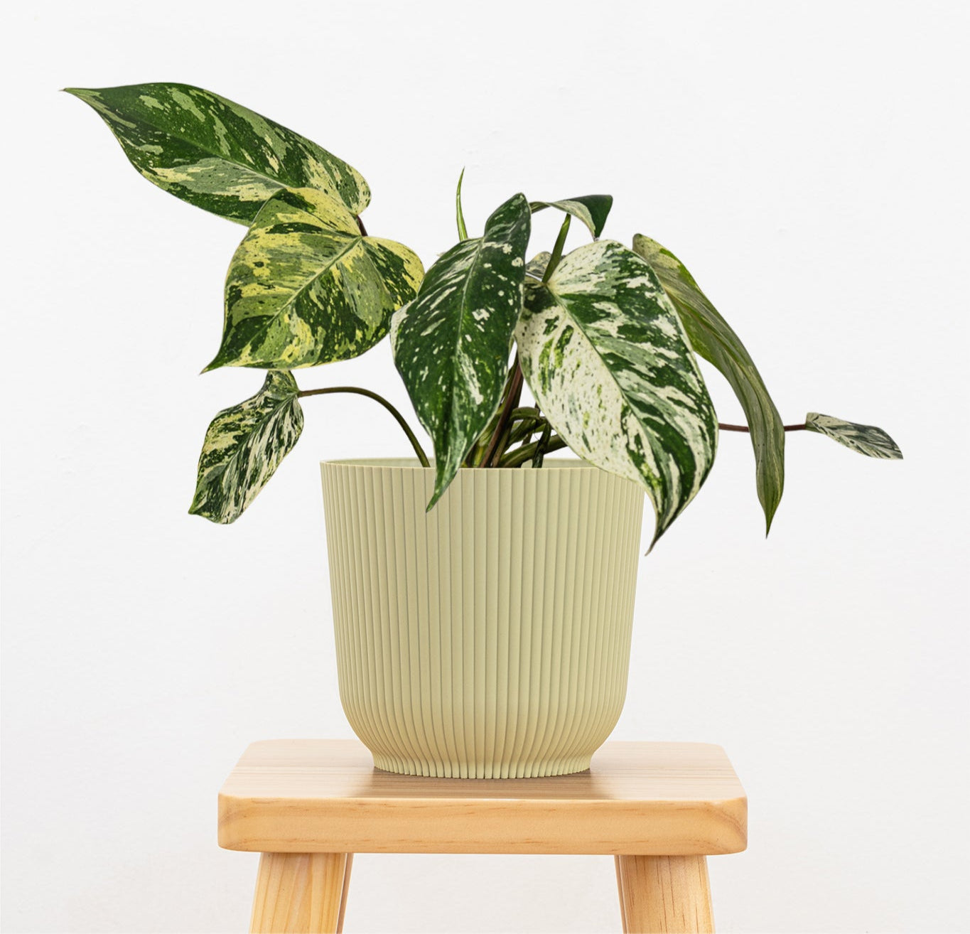 Philodendron Emerald King