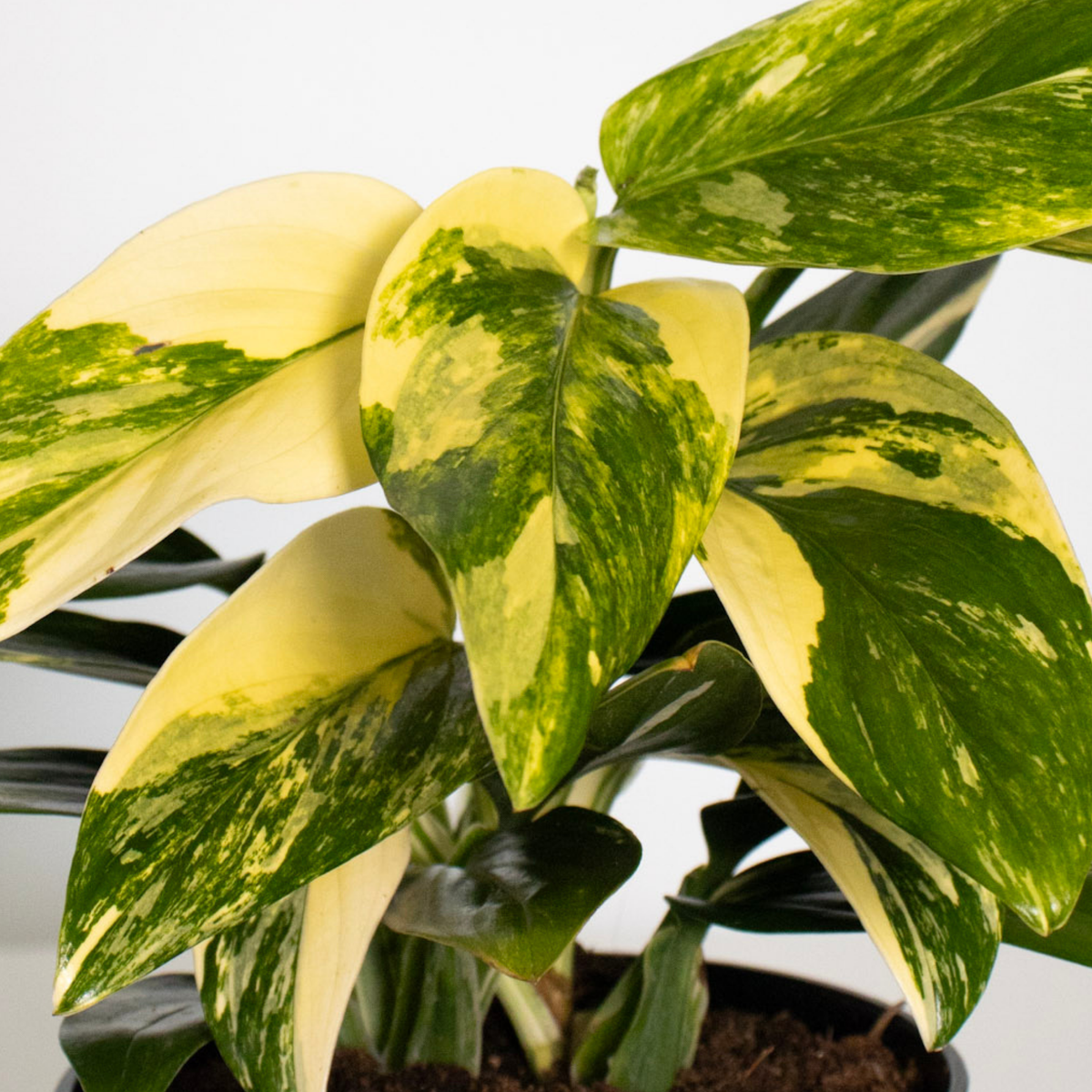 Monstera Peru Variegated