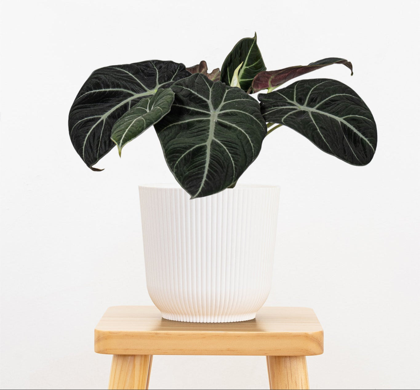 Alocasia Black Velvet