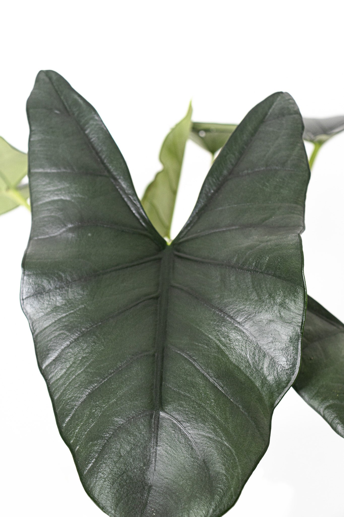 Alocasia Blue Dragon
