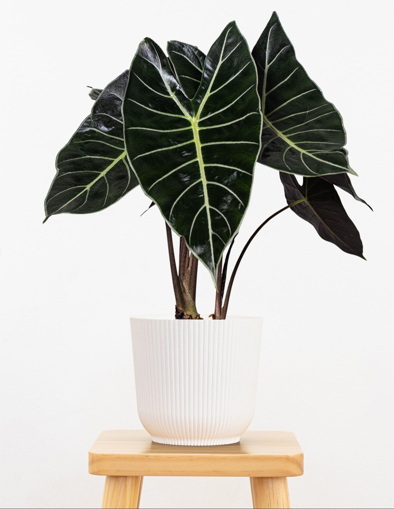 Alocasia Dragon's Tooth