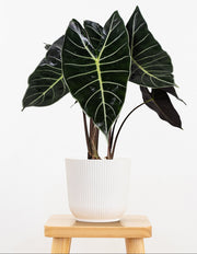 Alocasia Dragon's Tooth