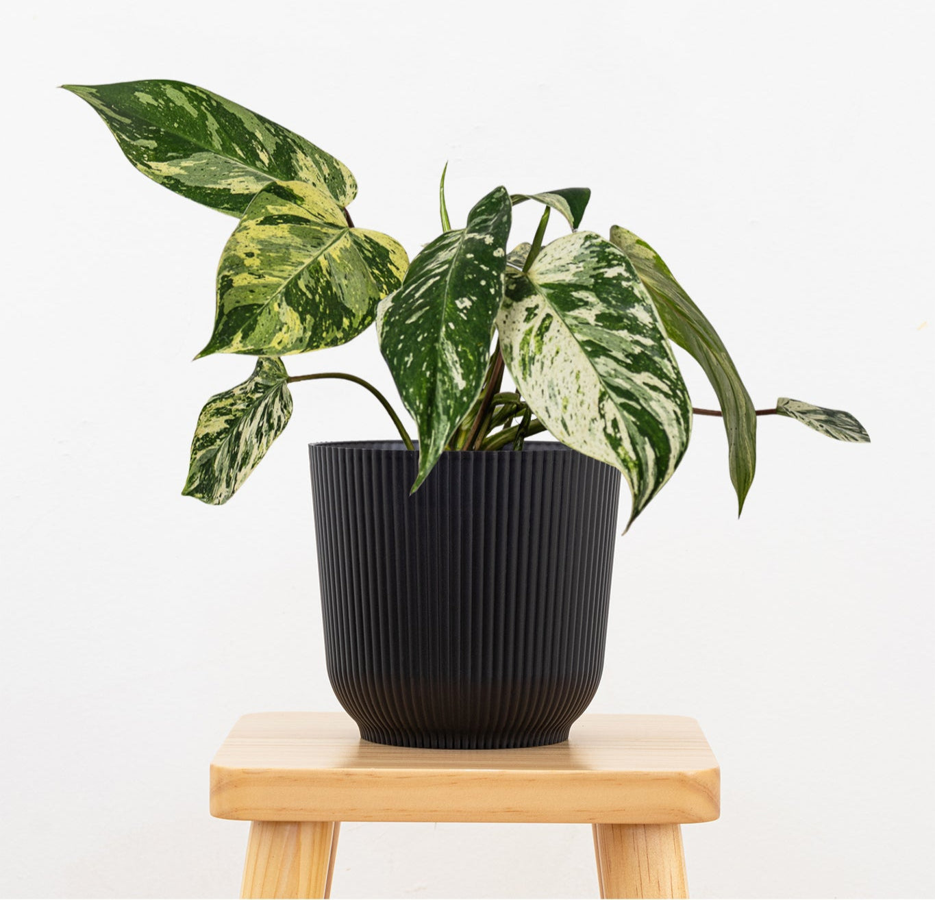 philodendron emerald prince Philodendron Emerald King - Medium