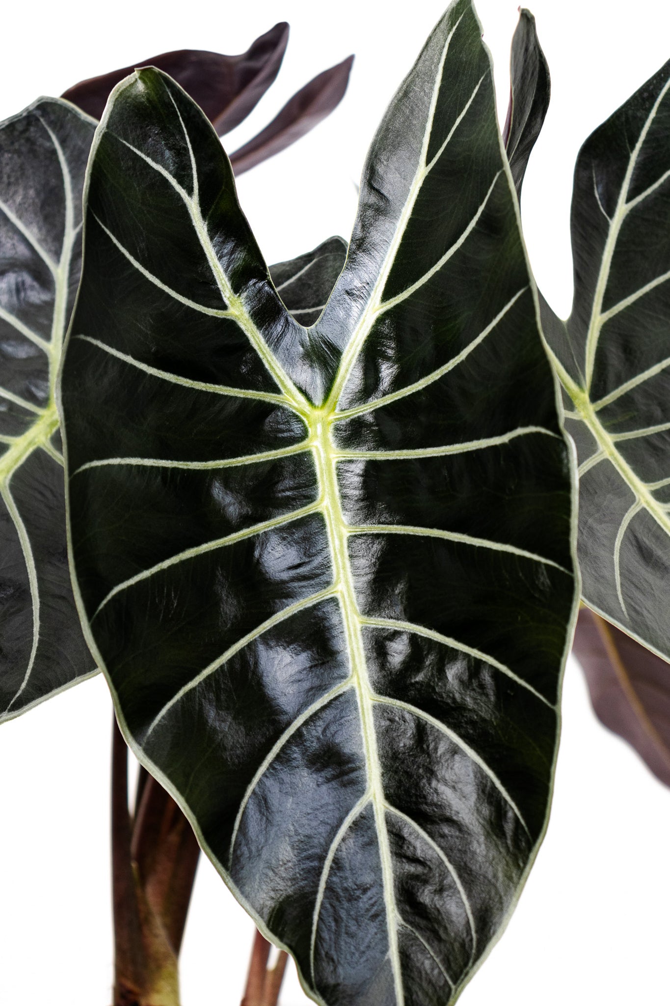 Alocasia Dragon's Tooth