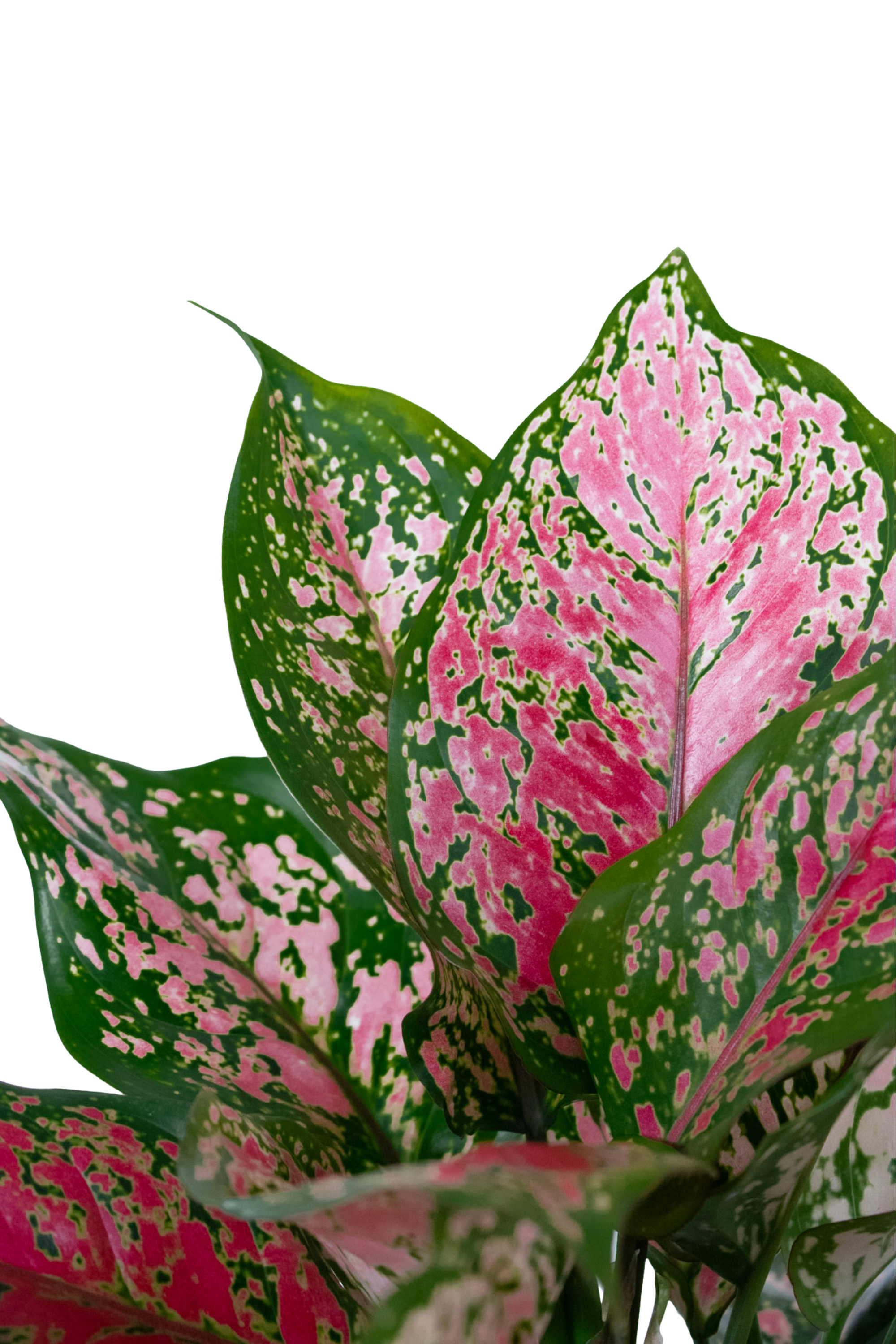 Aglaonema Ruby Ray