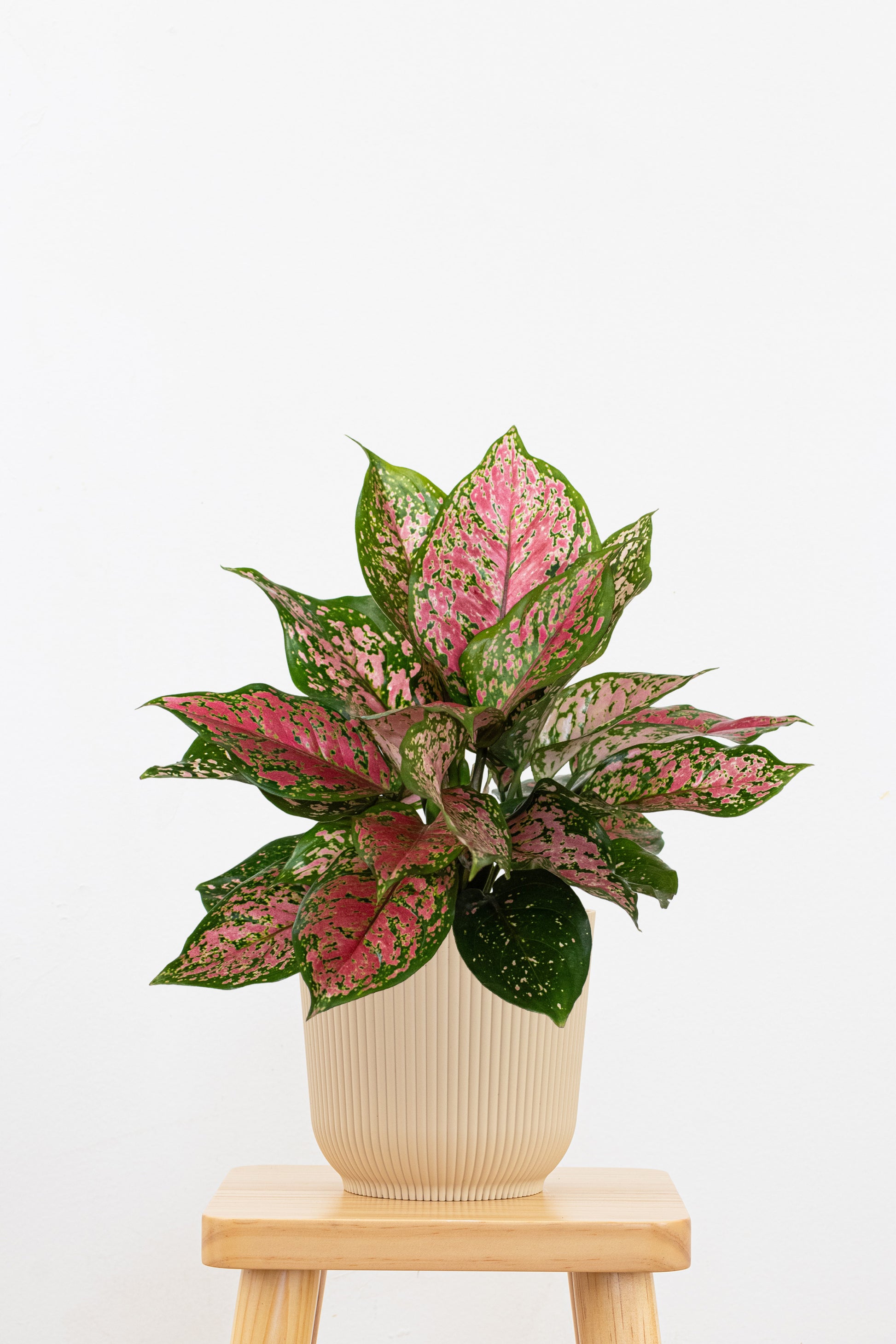 aglaonema unymanee United Nursery Aglaonema Ruby Ray Live Indoor Houseplant Shipped in 6 inch Grower Pot