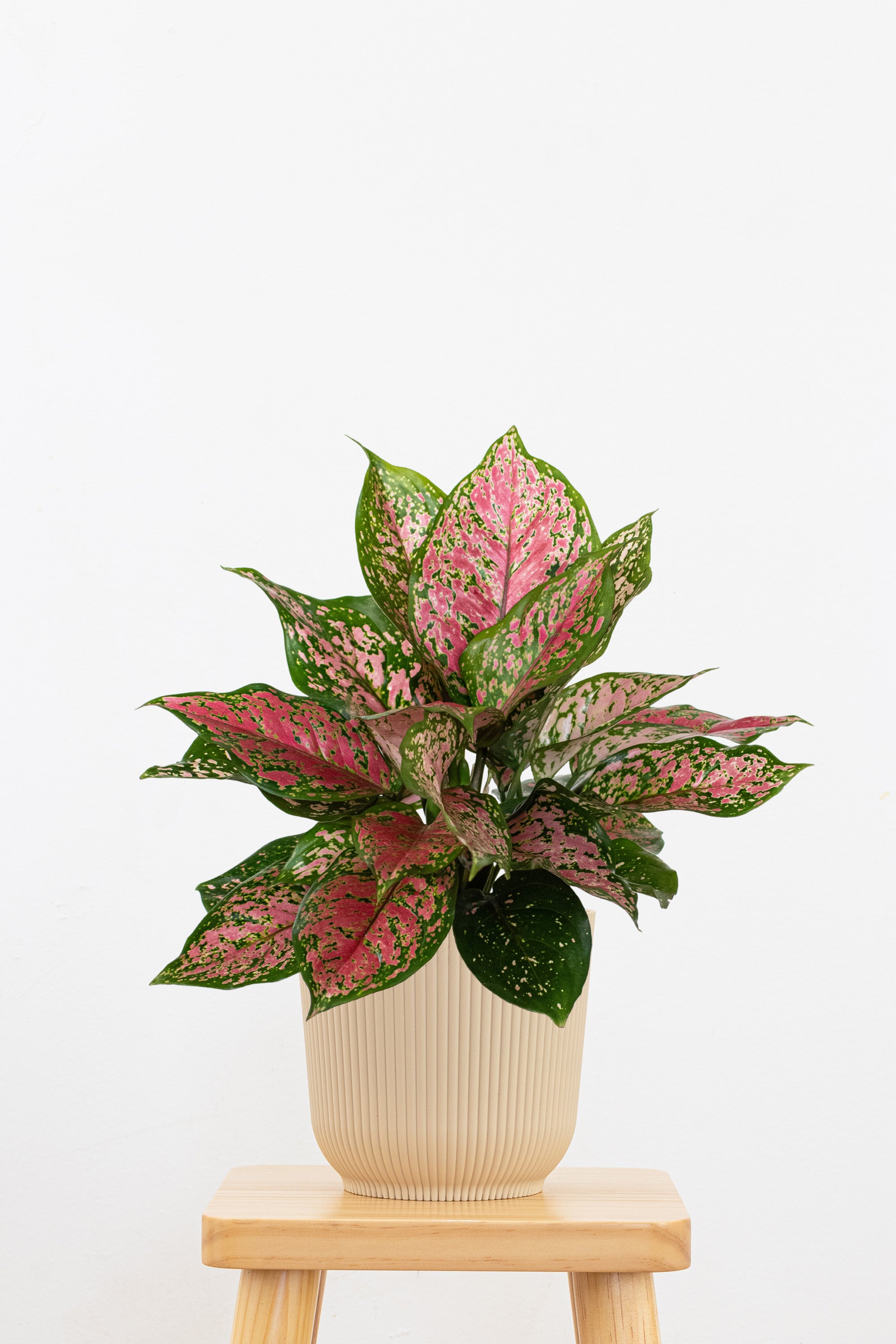 Aglaonema Ruby Ray