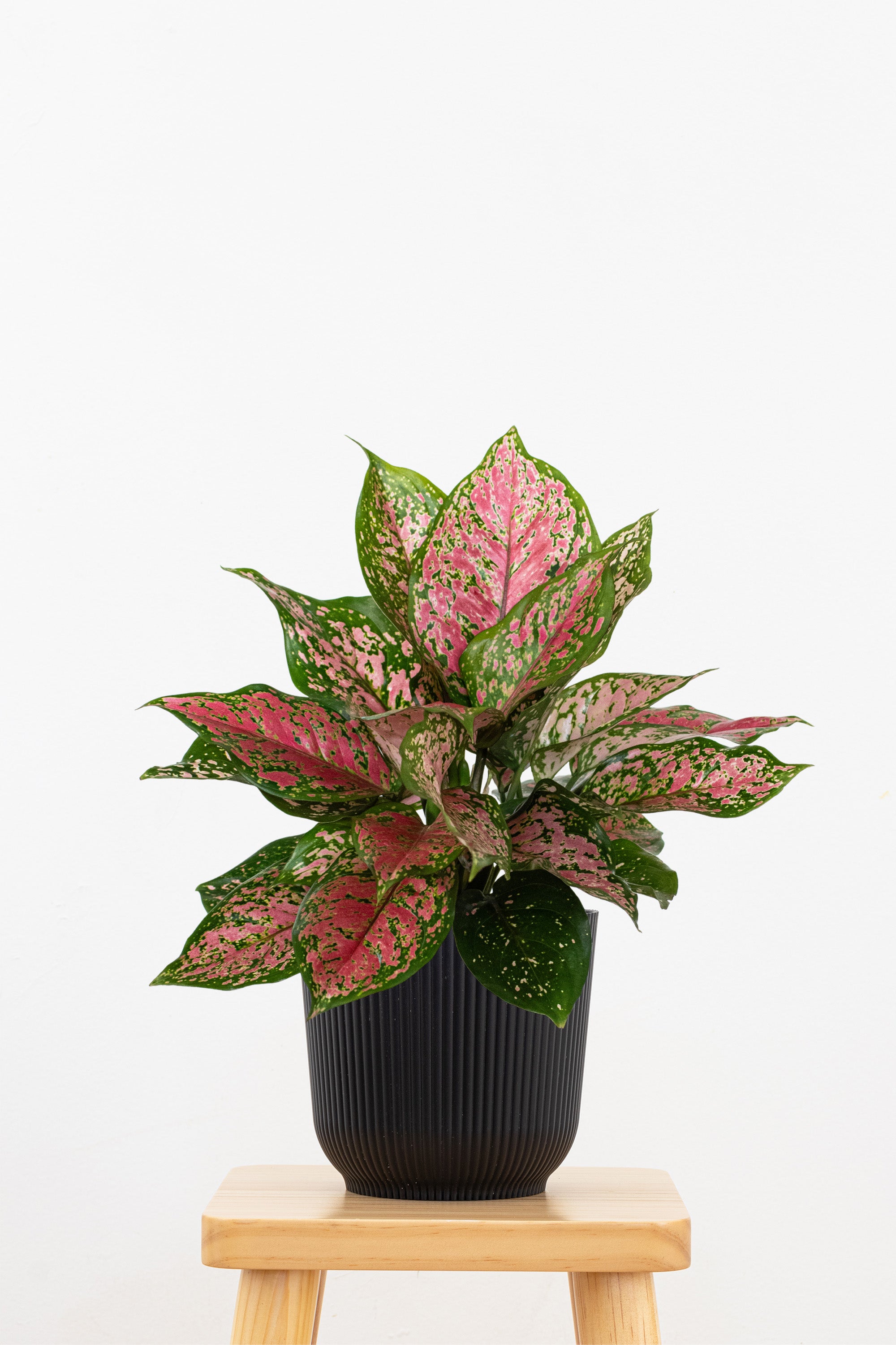 aglaonema ruby red Aglaonema Ruby Ray Live Chineese Evergreen in 6 inch Premium Sustainable Ecopots Terracotta Pot