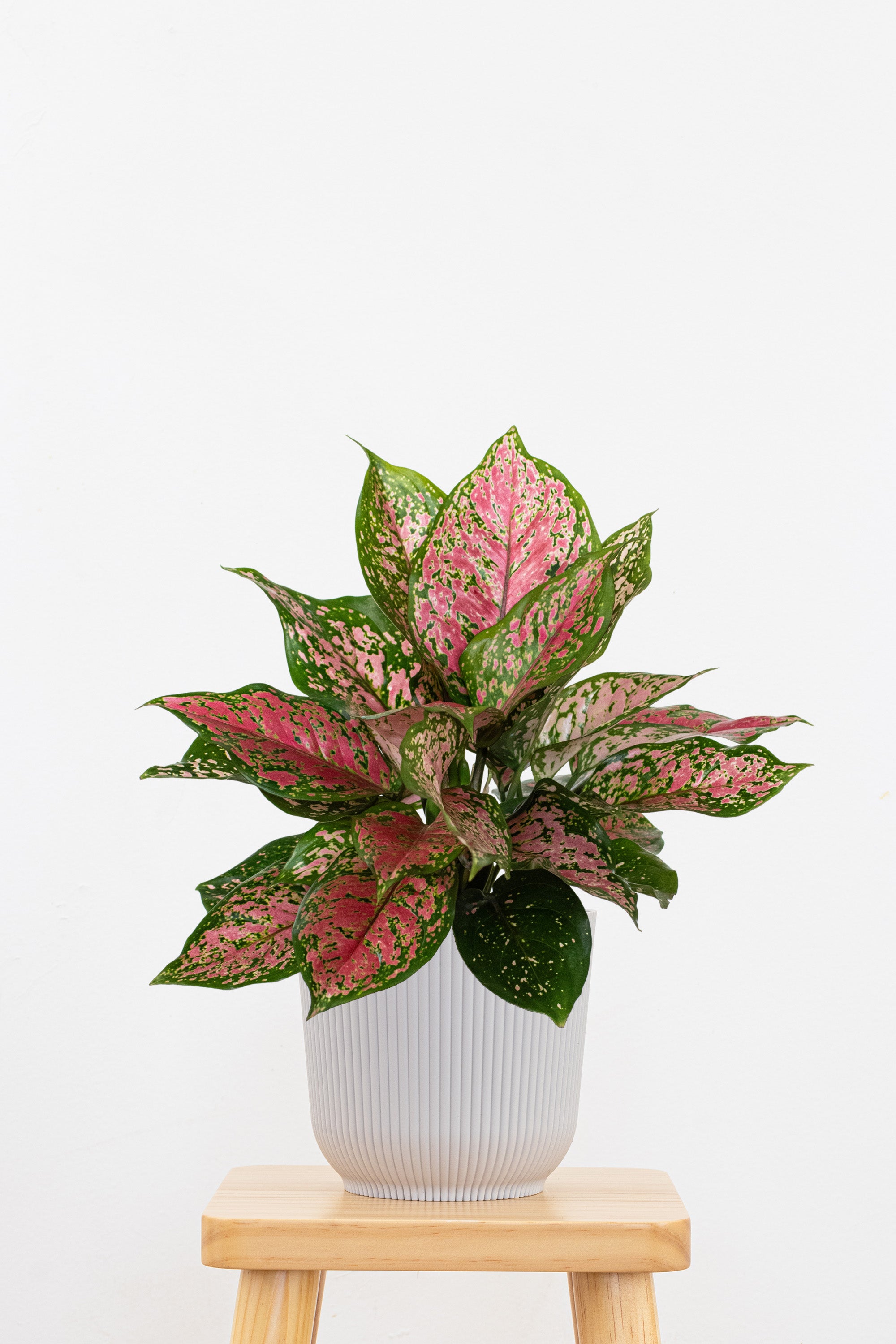 Aglaonema Ruby Ray