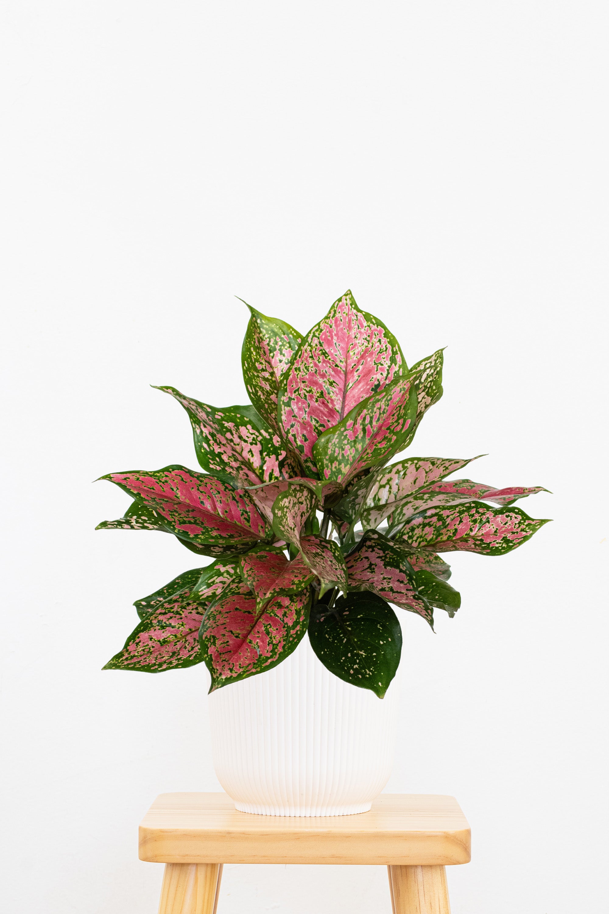 aglaonema ruby care United Nursery Aglaonema Ruby Ray Plant in 6 inch White Decor Pot