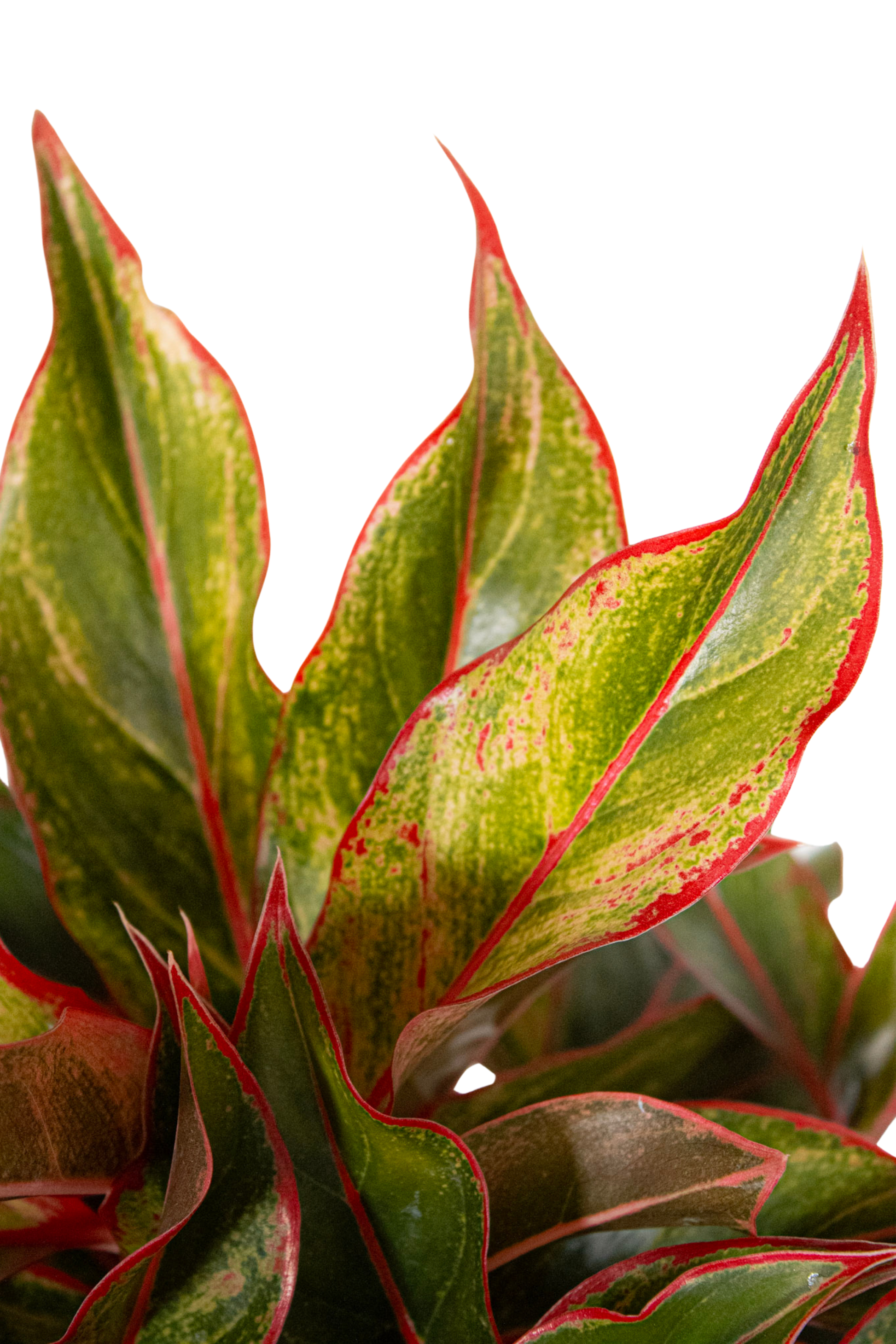 aglaonema siam oakland nursery United Nursery Aglaonema Siam Aurora Live Indoor Outdoor Houseplant in 6 inch Grower Pot