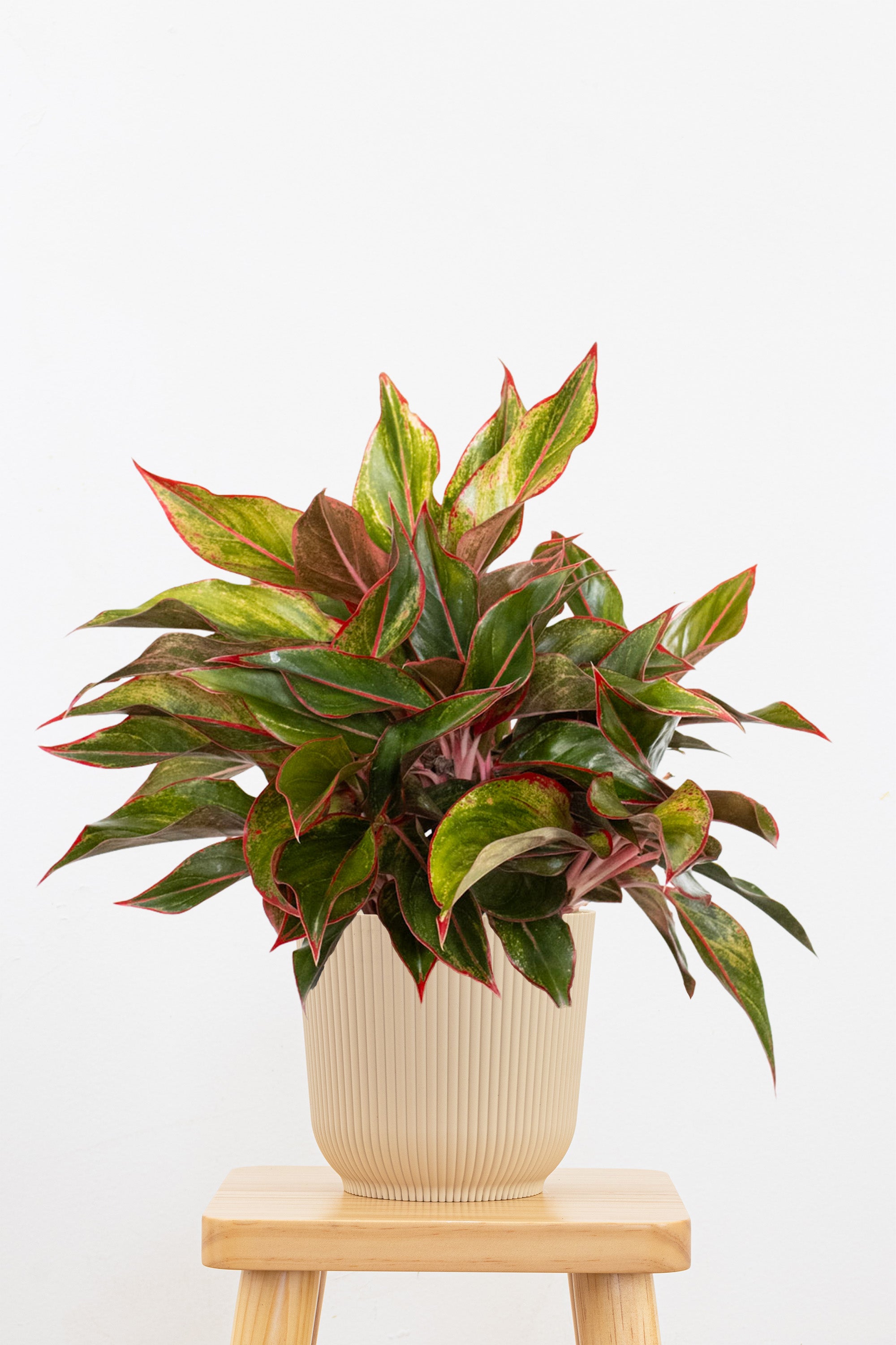 aglaonema sia United Nursery Aglaonema Siam Aurora Live Indoor Outdoor Houseplant in 6 inch Grower Pot