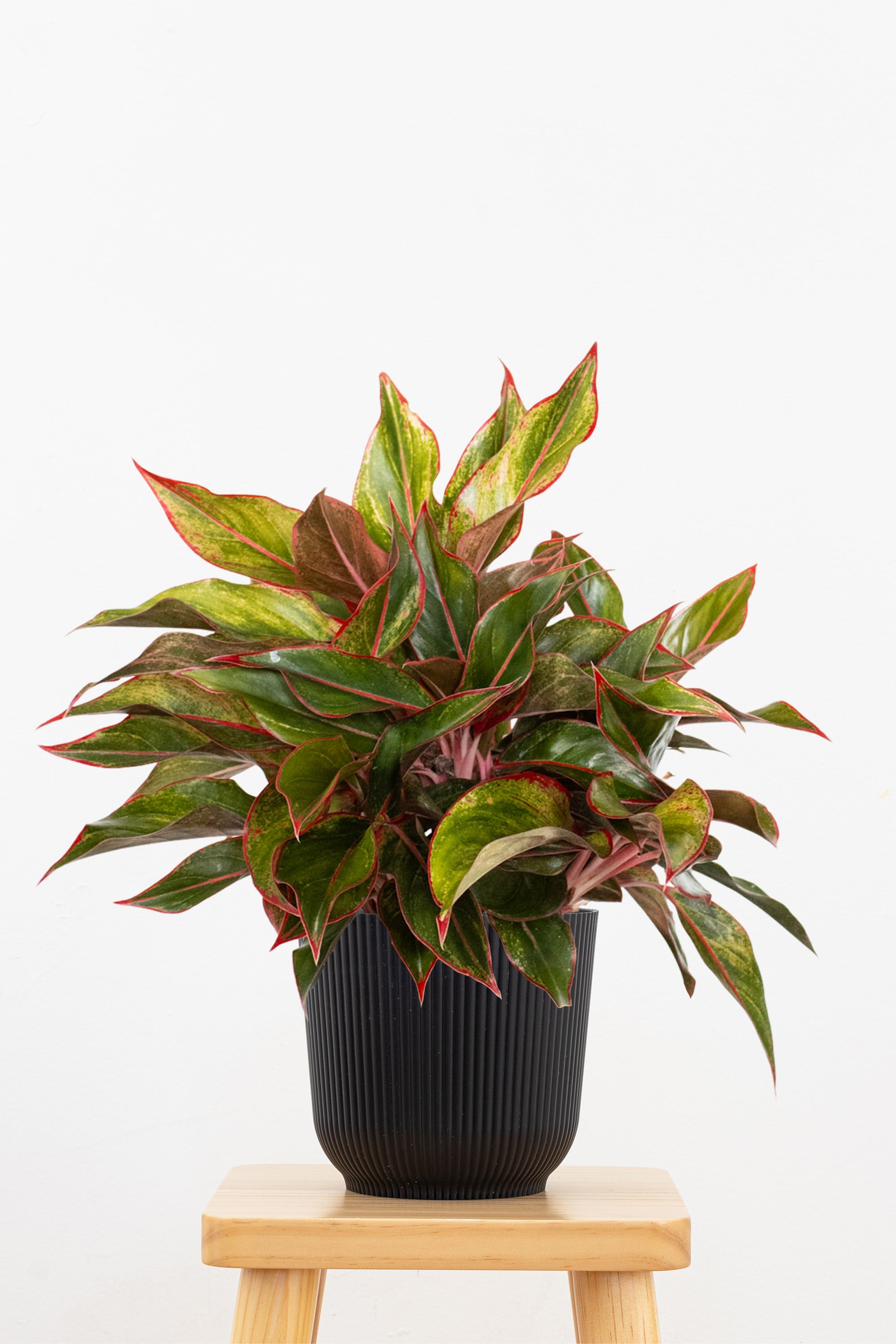 Aglaonema Siam Aurora Plant in 6 in Decor Pot | United Nursery