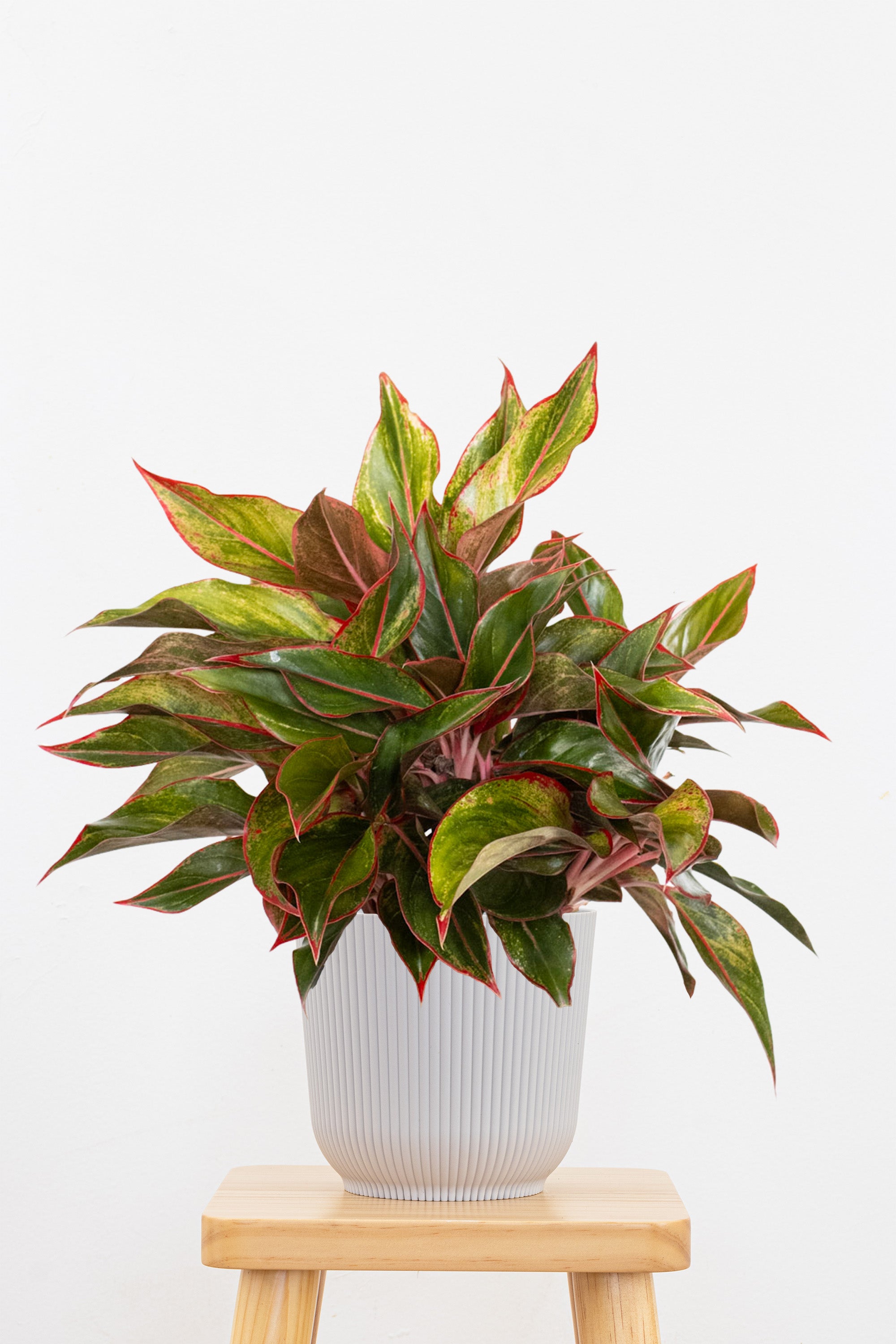 Aglaonema Siam Aurora Plant in 6 in Decor Pot | United Nursery