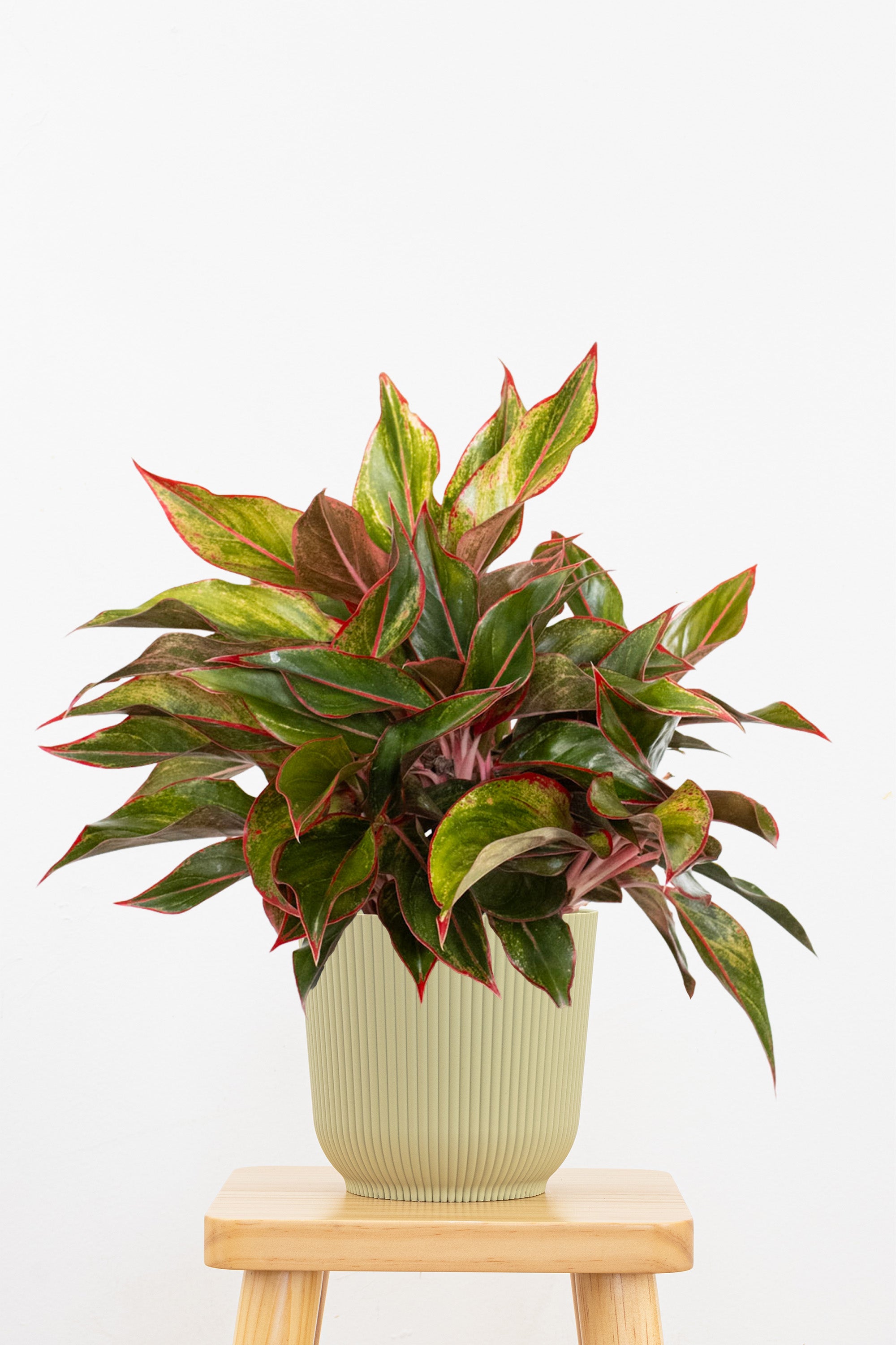 Aglaonema Siam Aurora Plant in 6 in Decor Pot | United Nursery