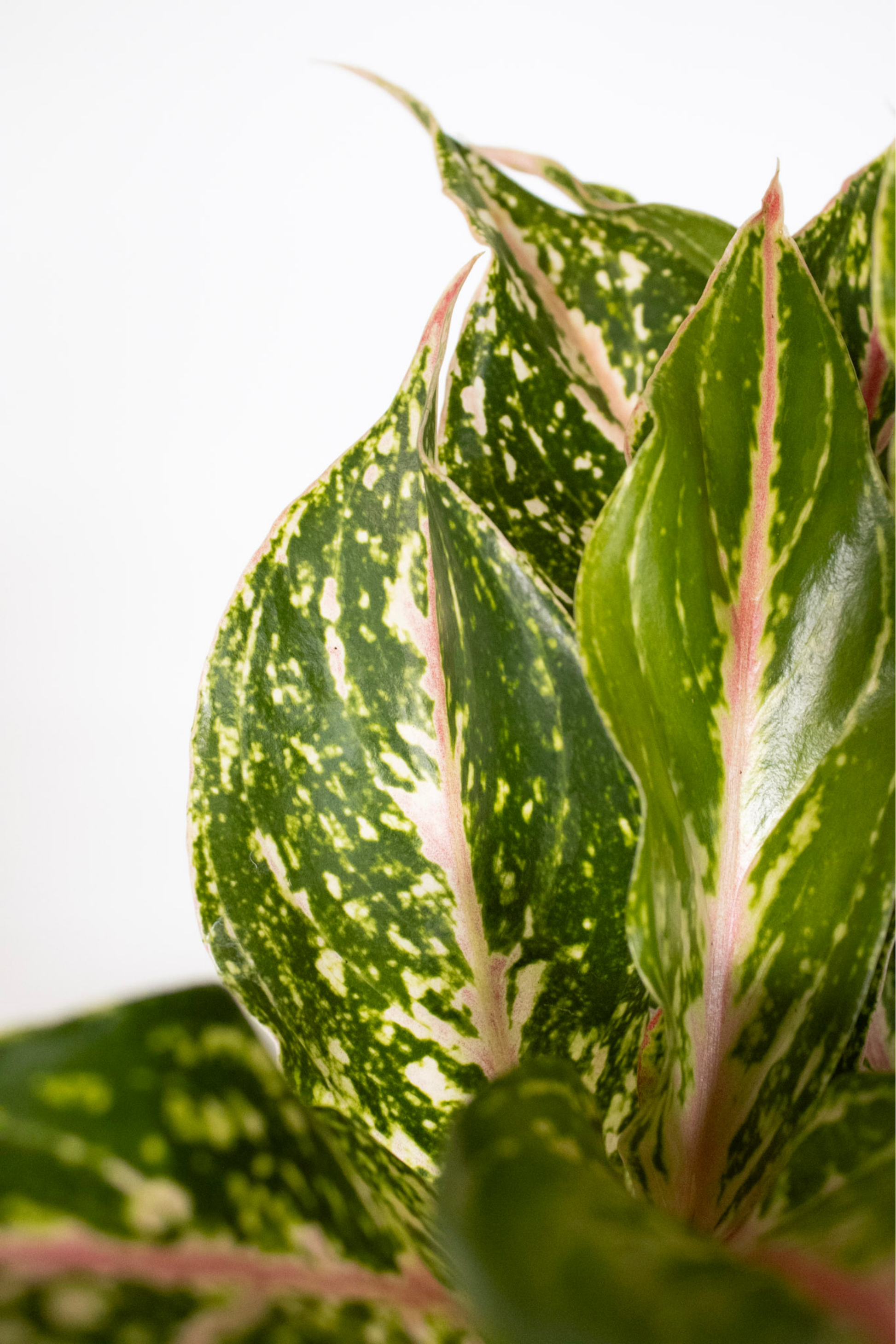 aglaonema sparkling sarah live plant in a 6 inch pot Sparkling Sarah Chinese Evergreen Plant - Aglaonema
