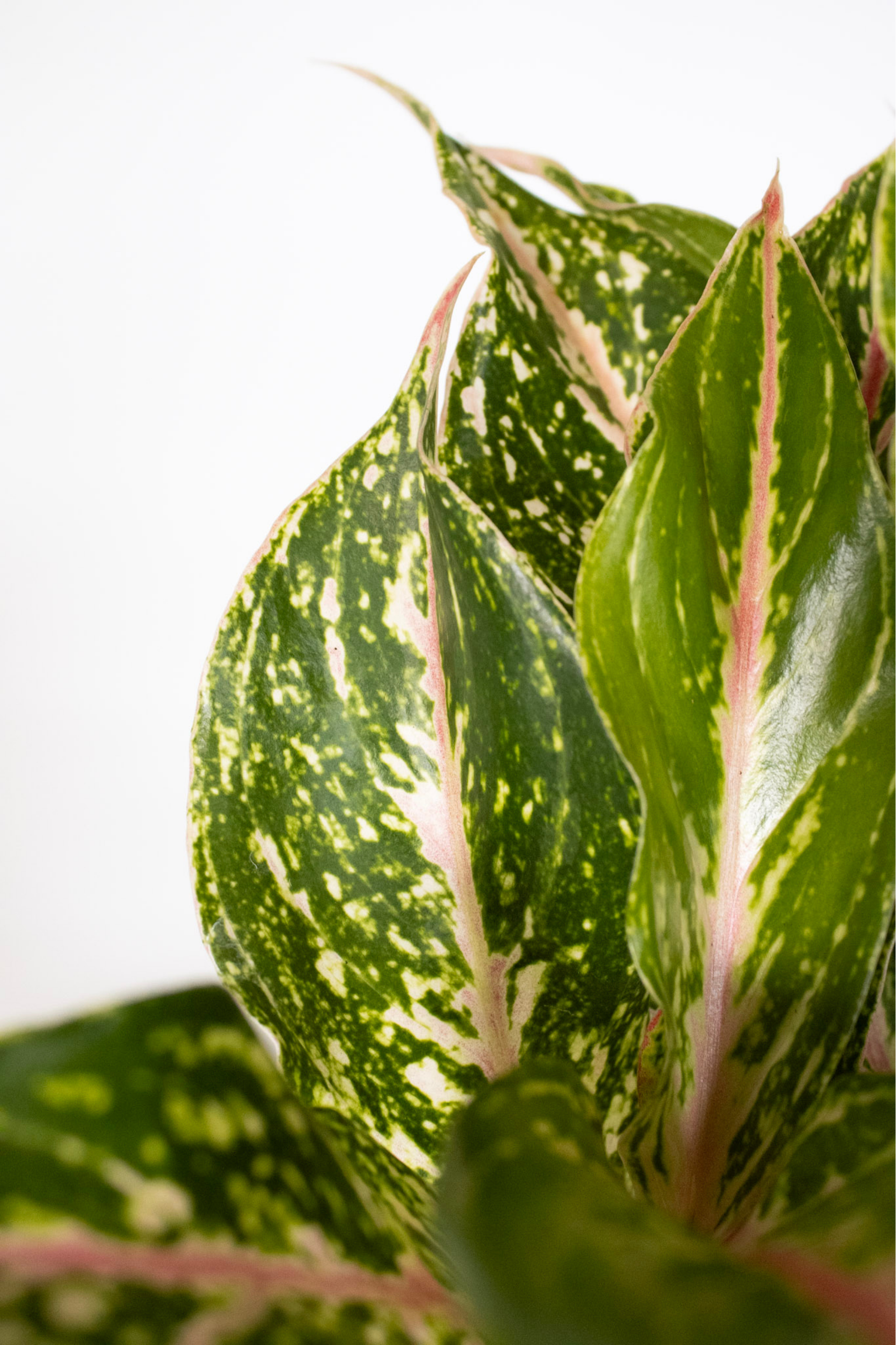 Aglaonema Sparkling Sarah
