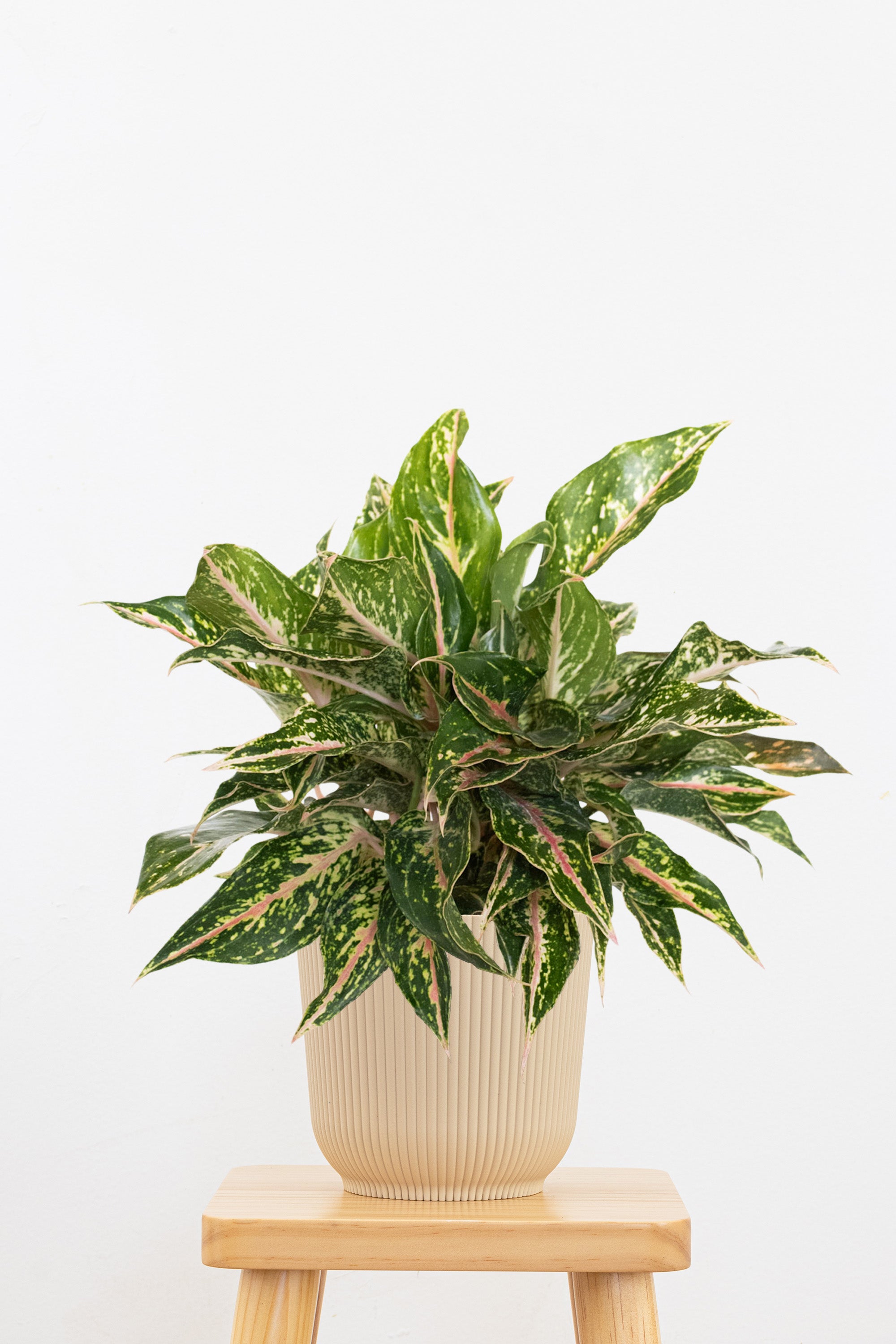 aglaonema sparkling Sparkling Sarah Chinese Evergreen Plant - Aglaonema