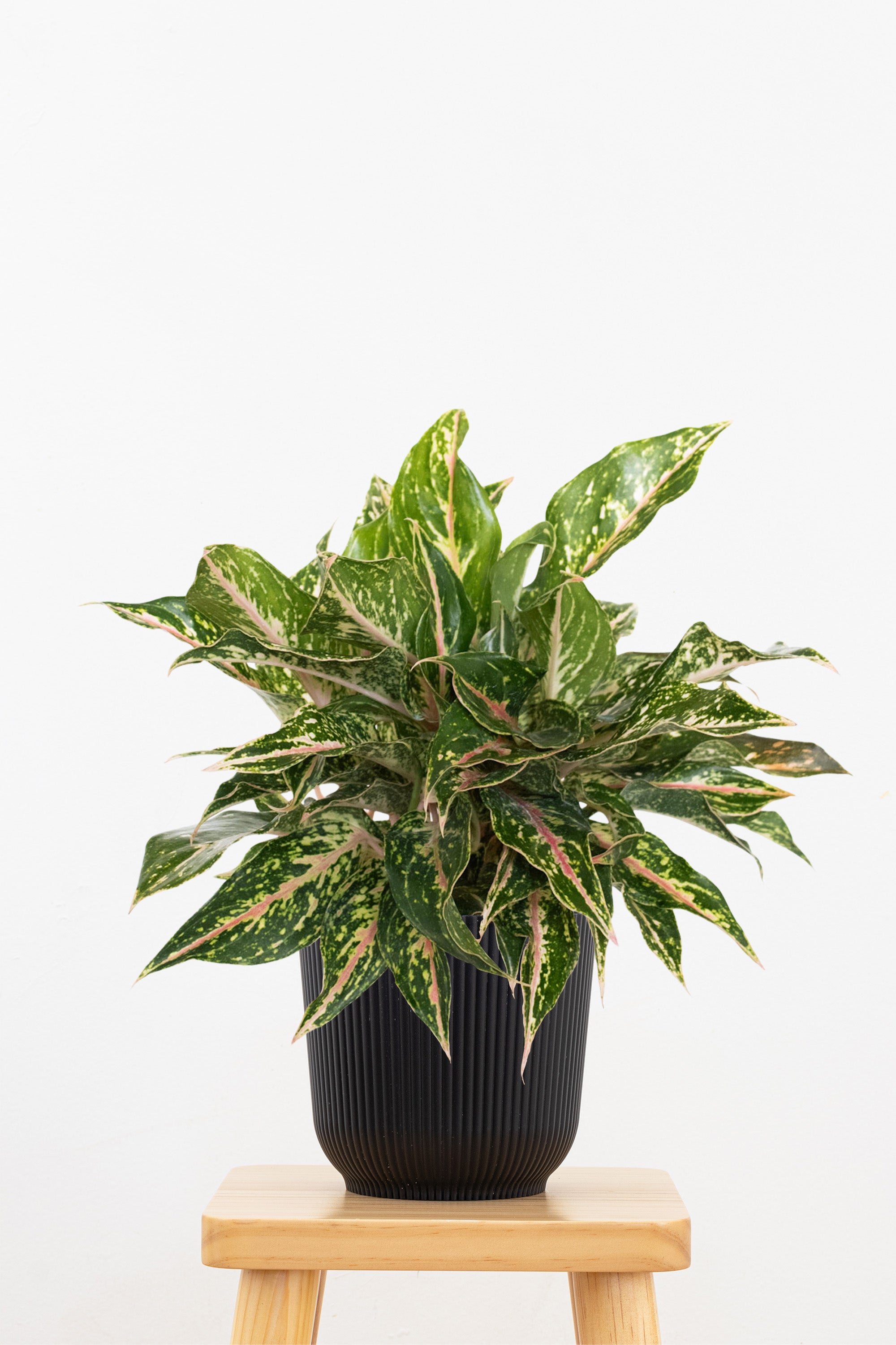 aglaonema night sparkle Sparkling Sarah Chinese Evergreen Plant - Aglaonema
