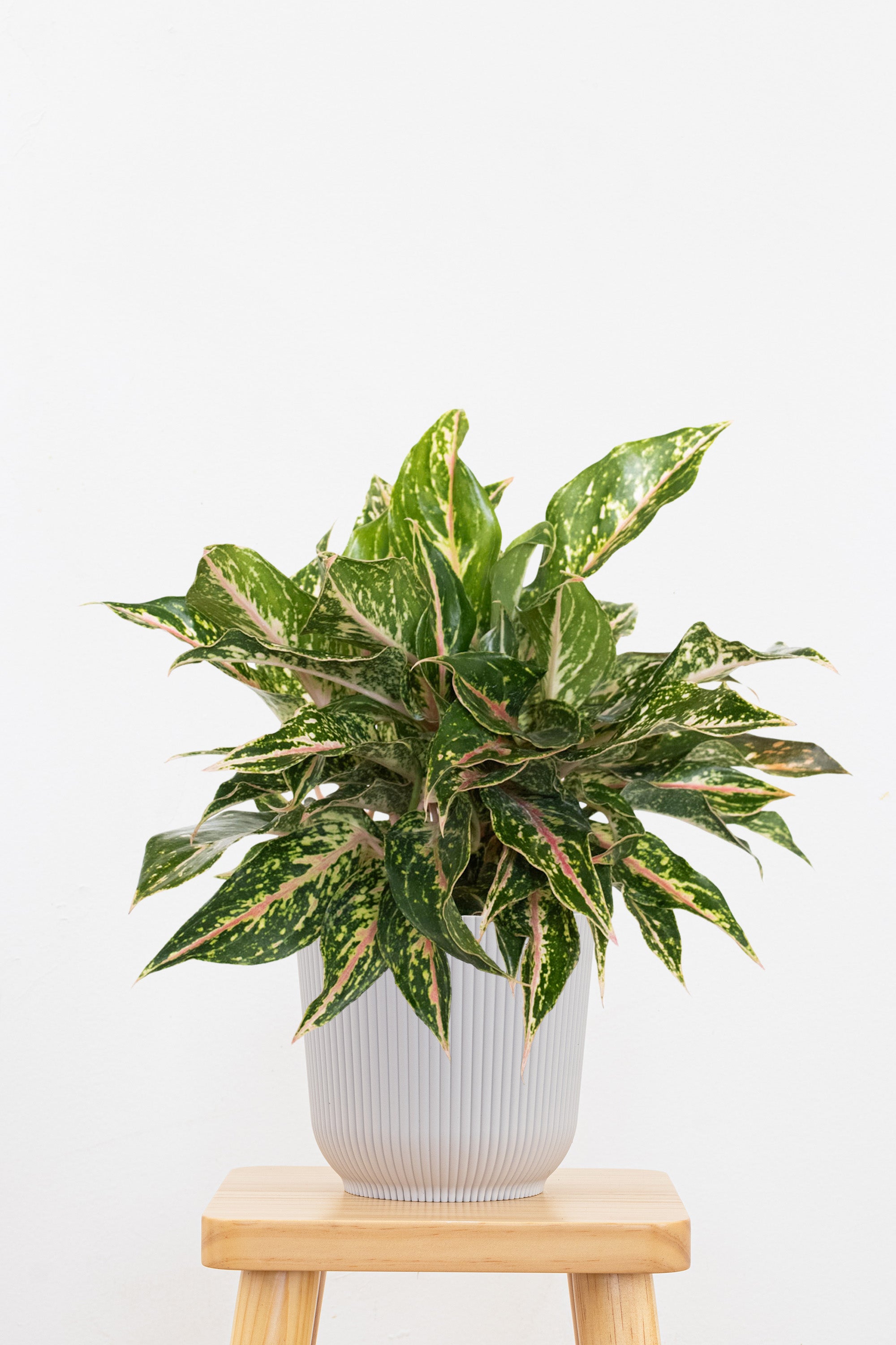 aglaonema sparkling sarah live plant in a 6 inch pot Sparkling Sarah Chinese Evergreen Plant - Aglaonema