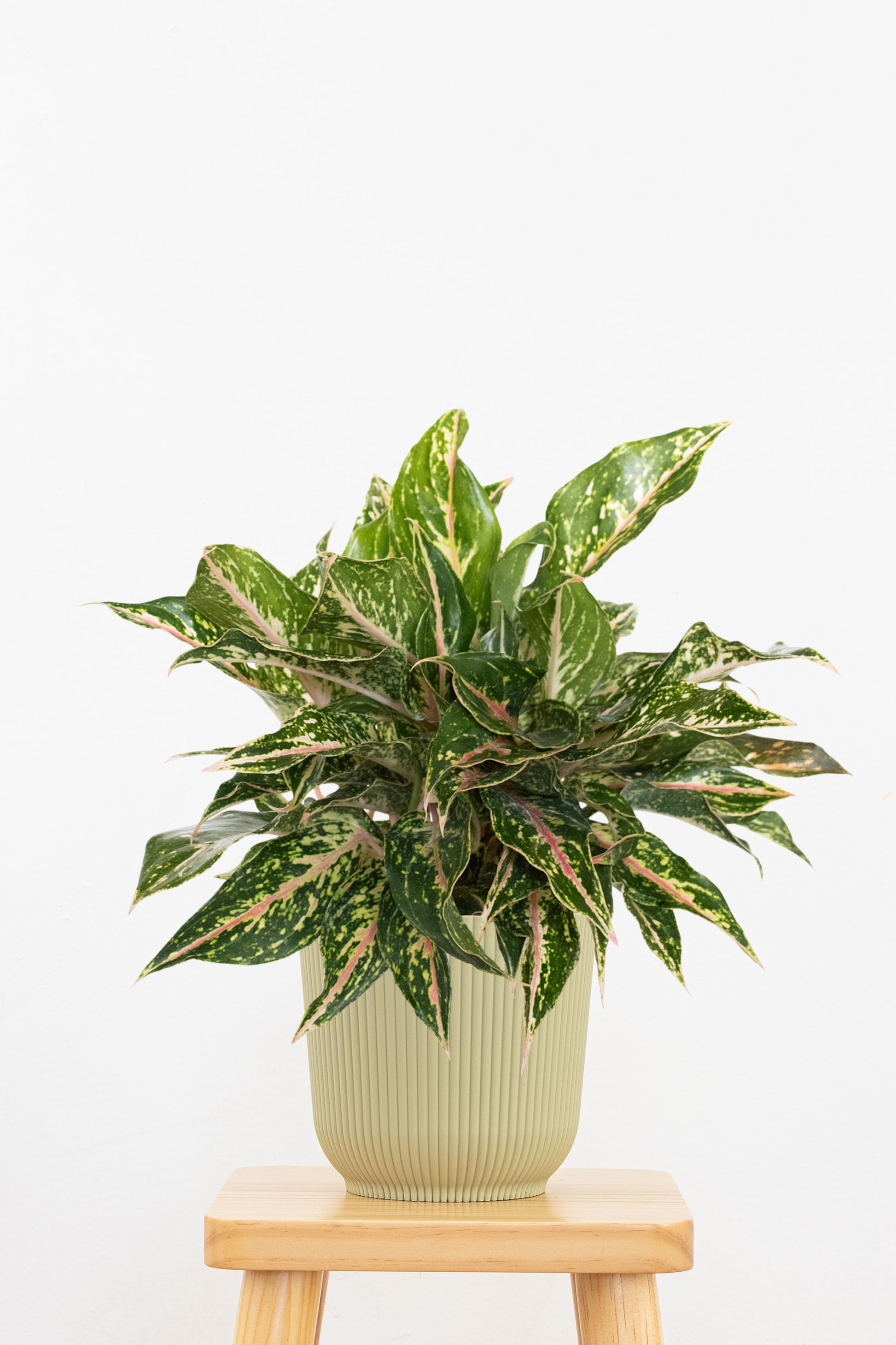 aglaonema sparkling sarah flower Sparkling Sarah Chinese Evergreen Plant - Aglaonema