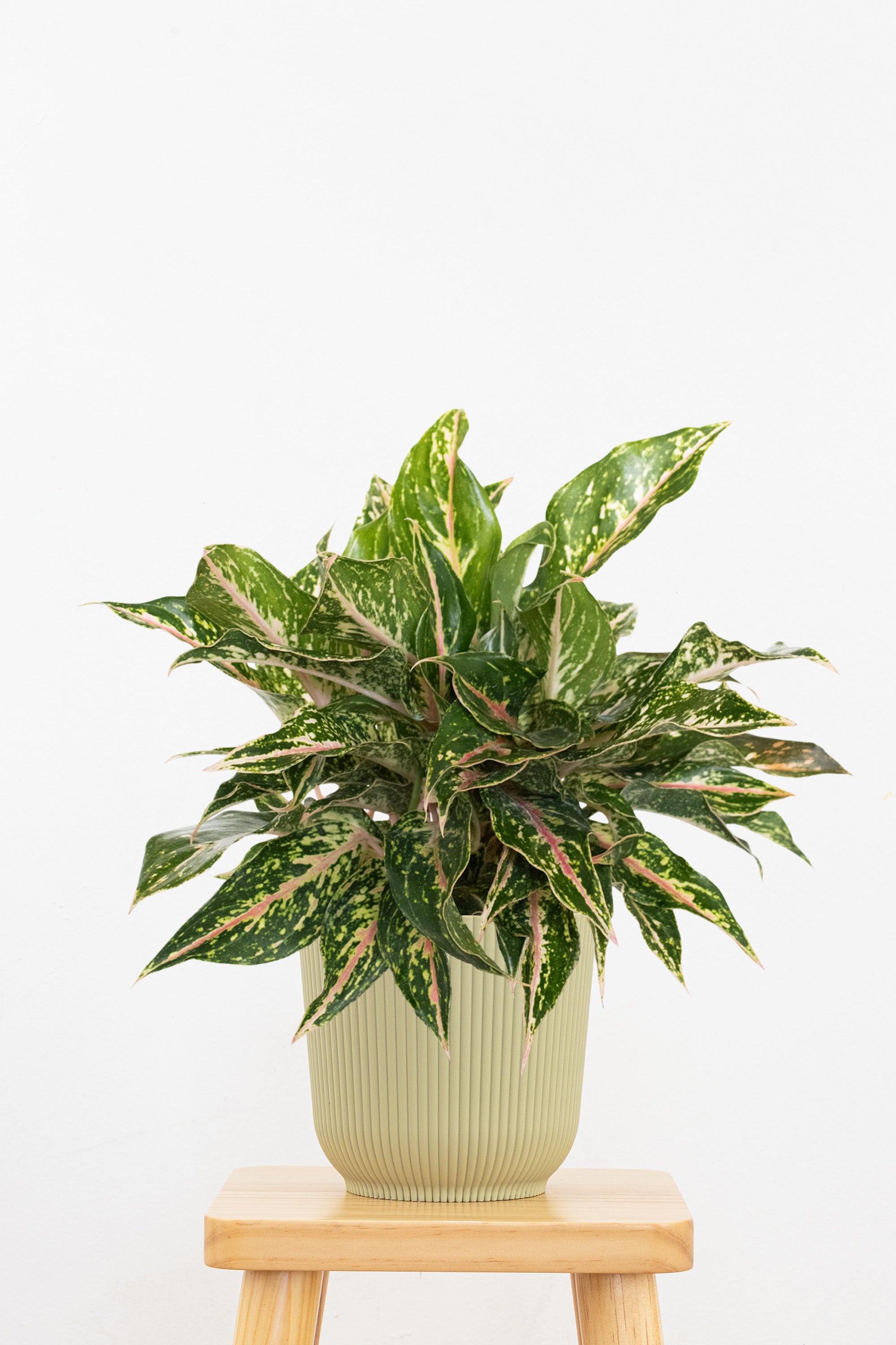 aglaonema pink sparkling sarah Sparkling Sarah Chinese Evergreen Plant - Aglaonema
