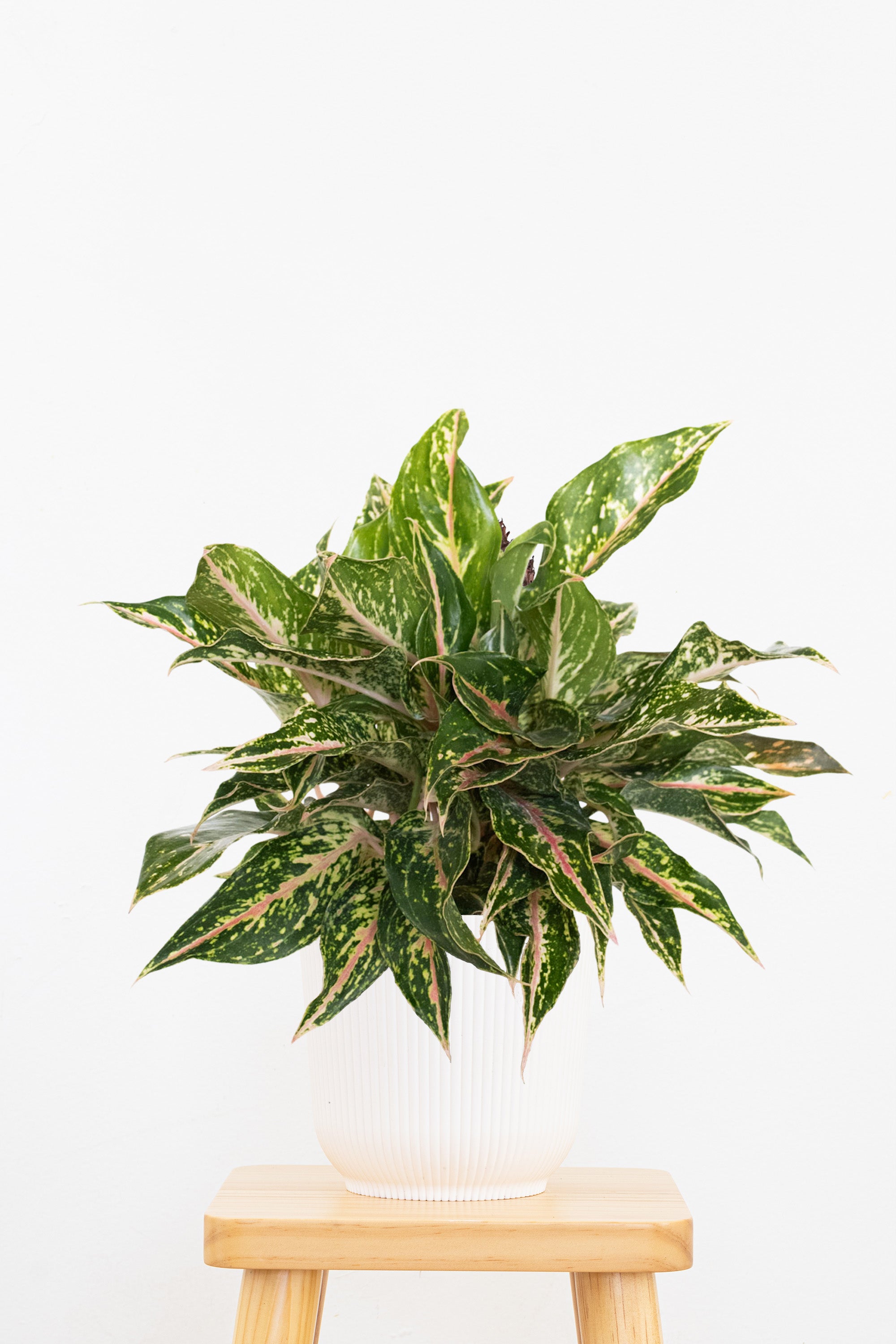 Aglaonema Sparkling Sarah