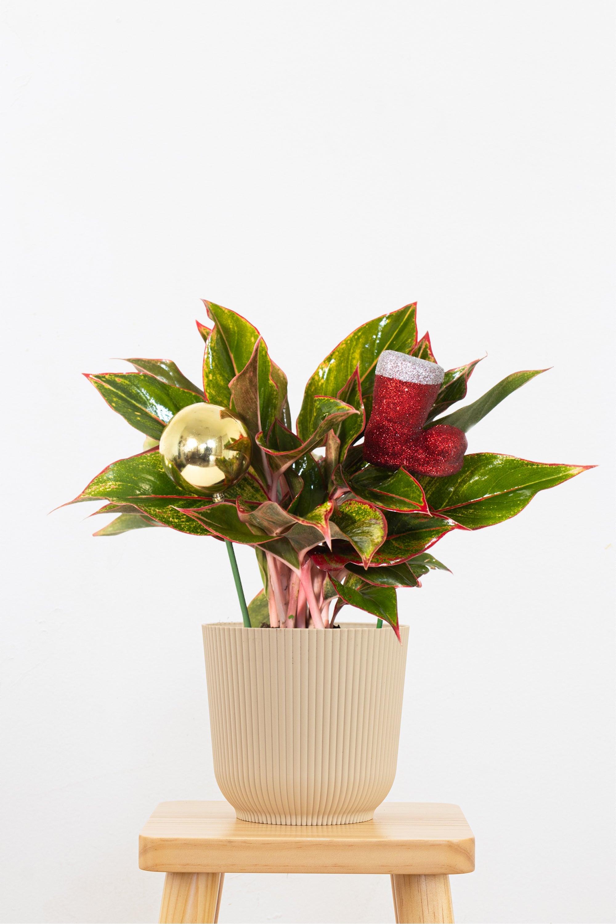 Aglaonema Siam Aurora