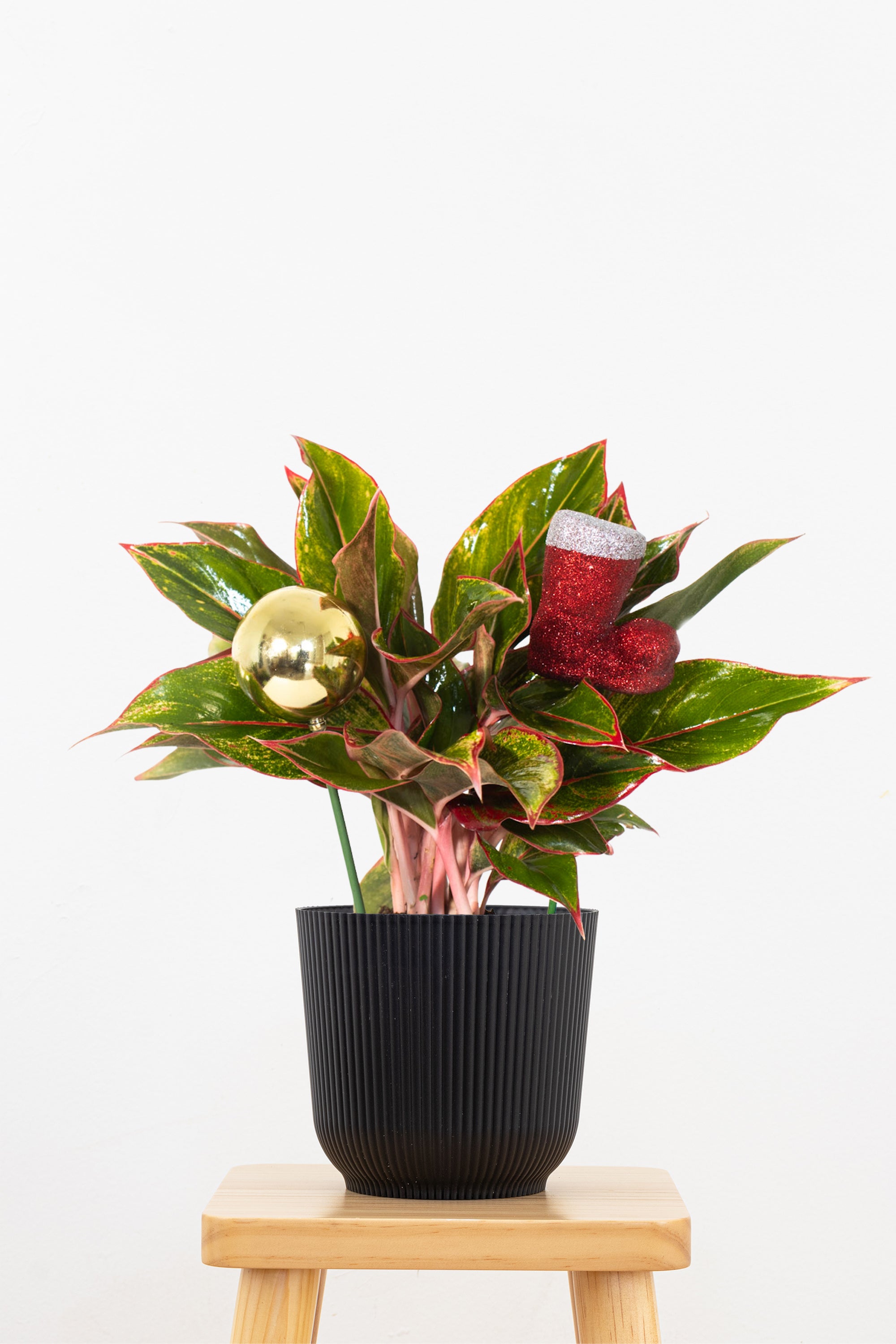 Aglaonema Siam Aurora