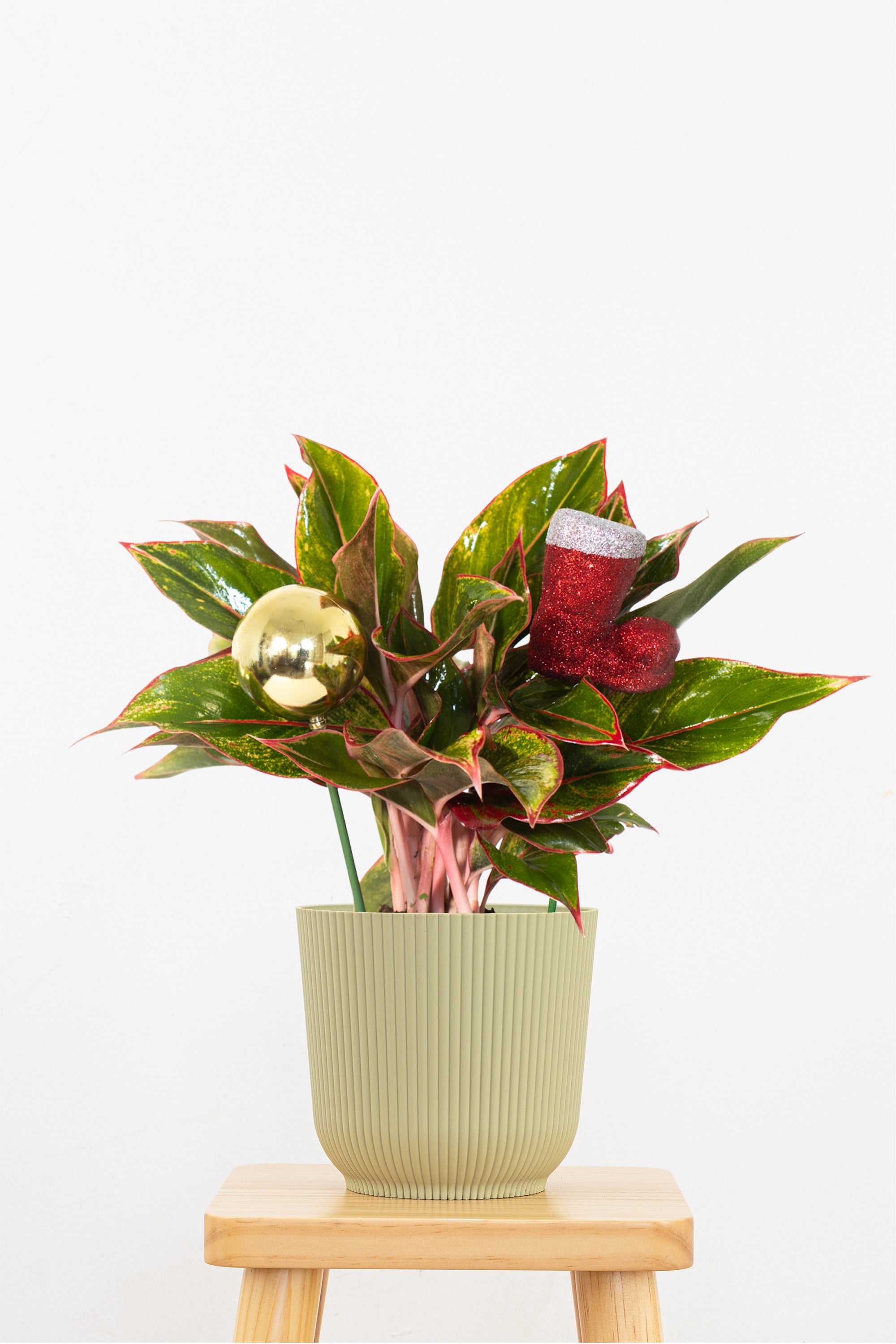 Aglaonema Siam Aurora