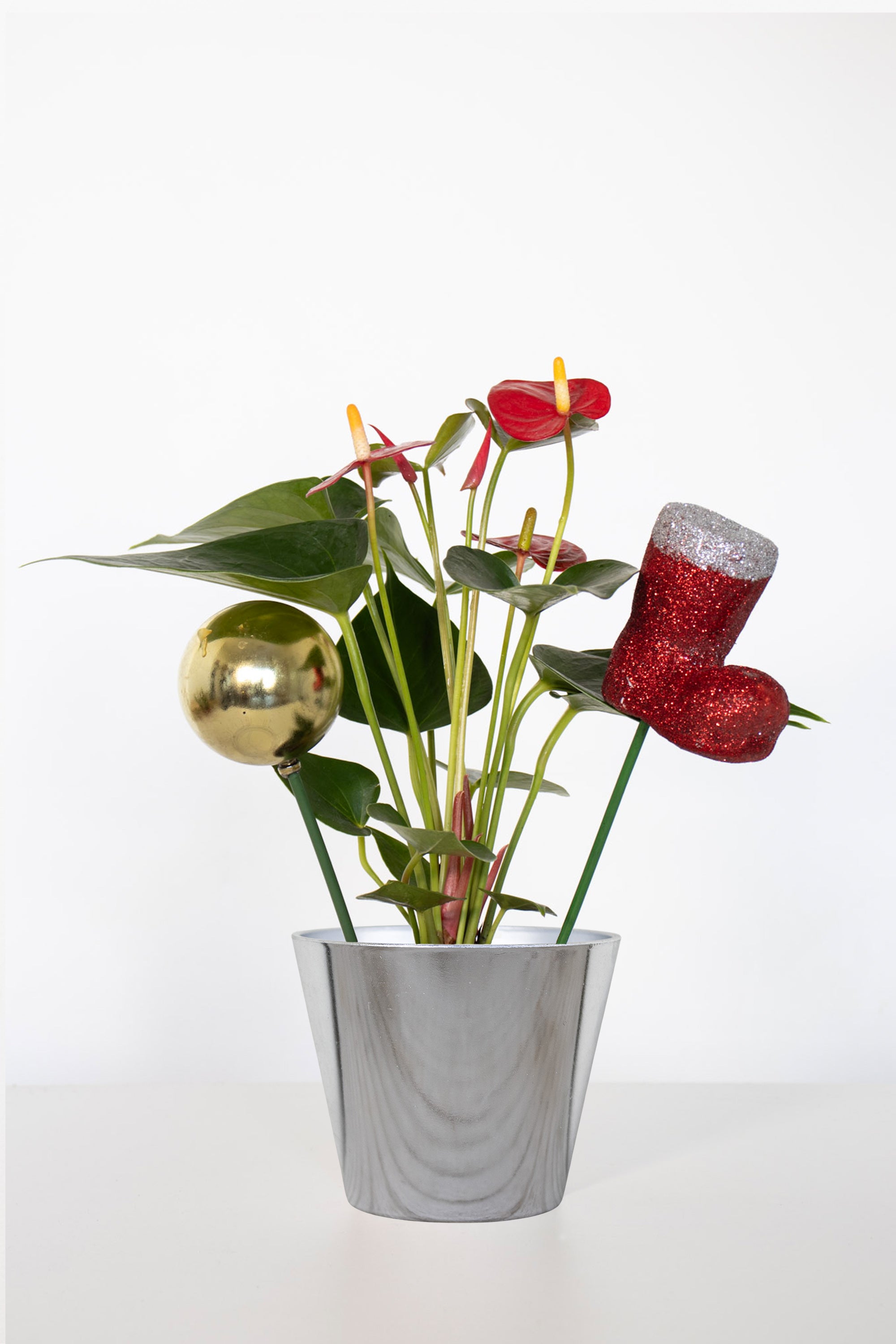 Anthurium Red