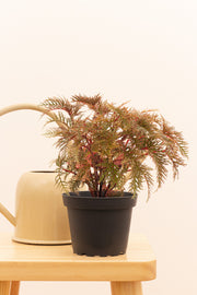 Begonia Bipinnatifida