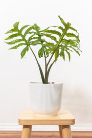 Alocasia Brancifolia