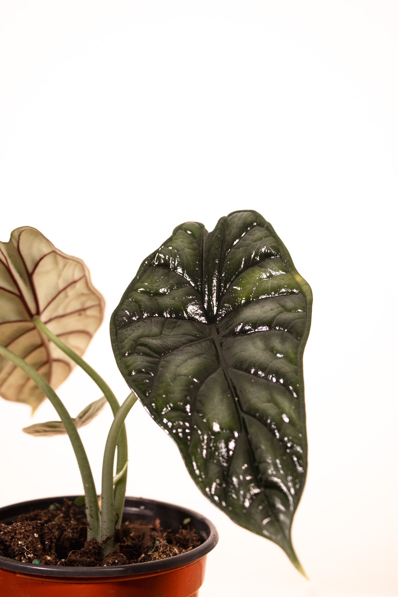 QQ600 Alocasia Dragon Scale Mint Variegatedアロカシア・ドラゴン