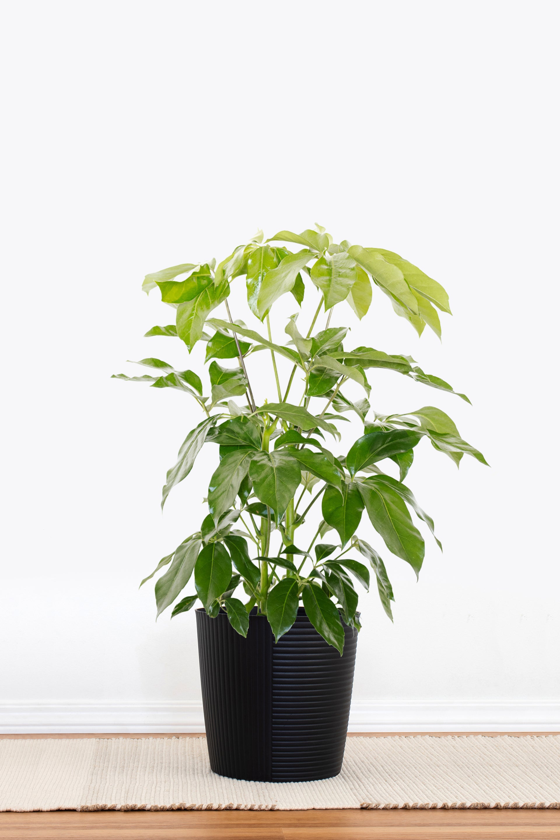 schefflera amate house plant United Nursery Live Schefflera Amate Houseplant 24-28in Tall in 10-inch Gray Bayside Decor Pot, Size: 10-inch pot