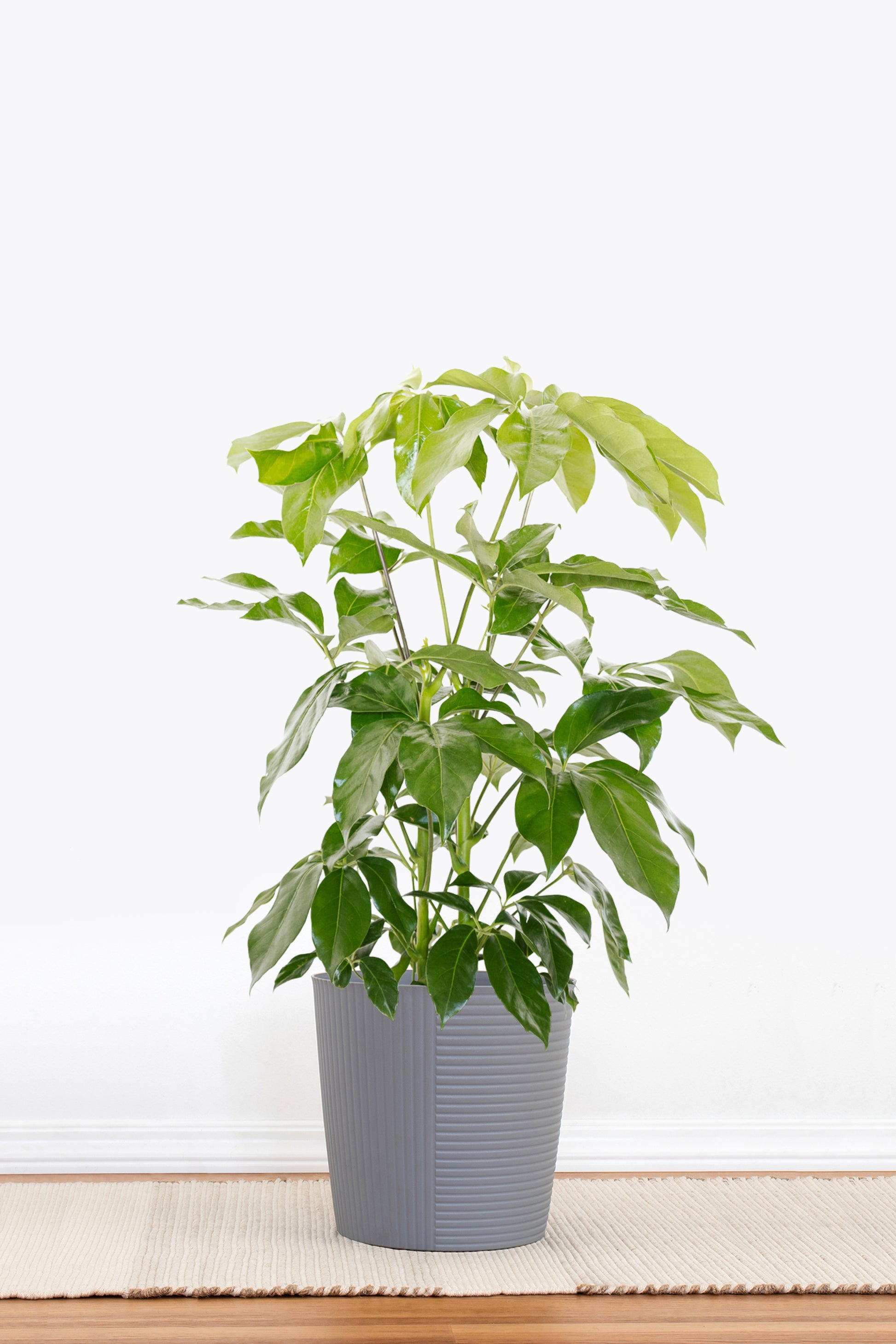 schefflera amate house plant United Nursery Live Schefflera Amate Houseplant 24-28in Tall in 10-inch Gray Bayside Decor Pot, Size: 10-inch pot