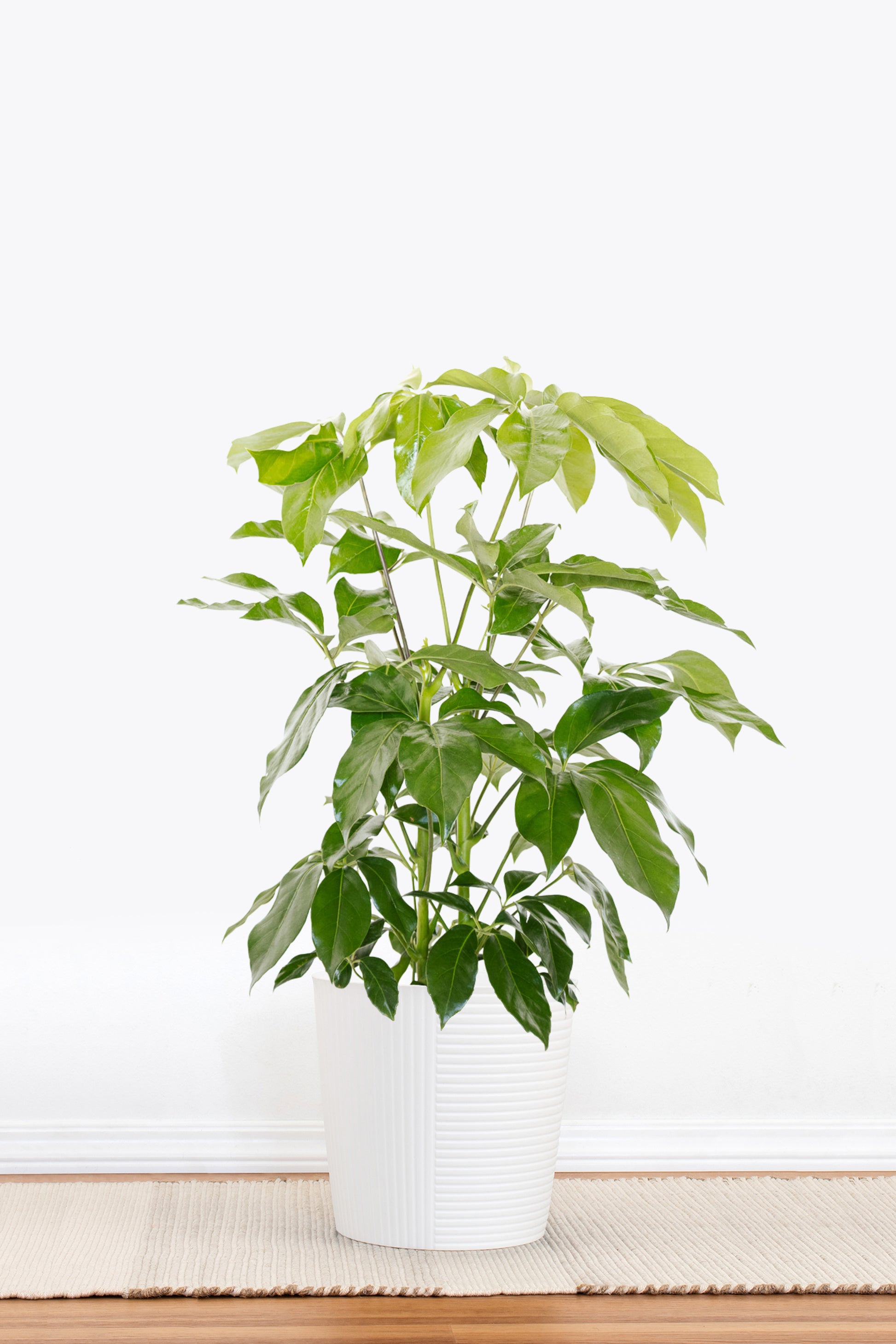 schefflera amate indoor plant care United Nursery Live Schefflera Amate Houseplant 24-28in Tall in 10-inch Gray Bayside Decor Pot, Size: 10-inch pot