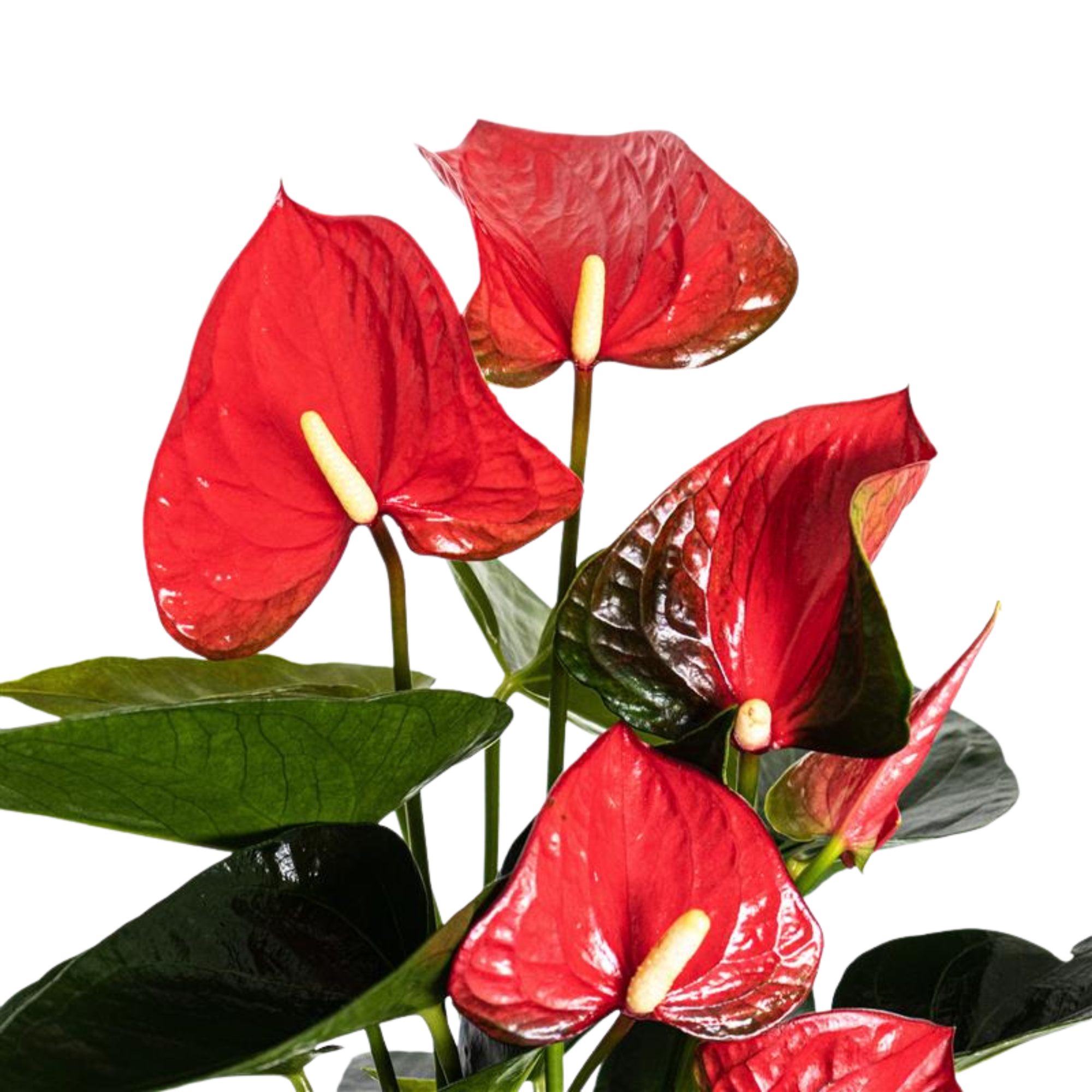Red Anthurium