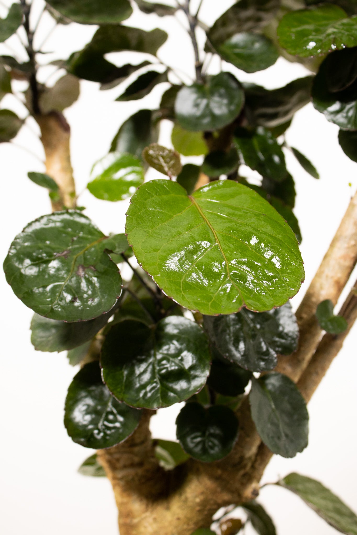 Aralia Fabian