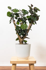 Aralia Fabian