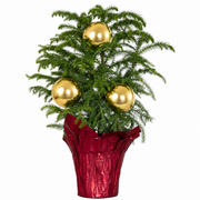 Norfolk Pine